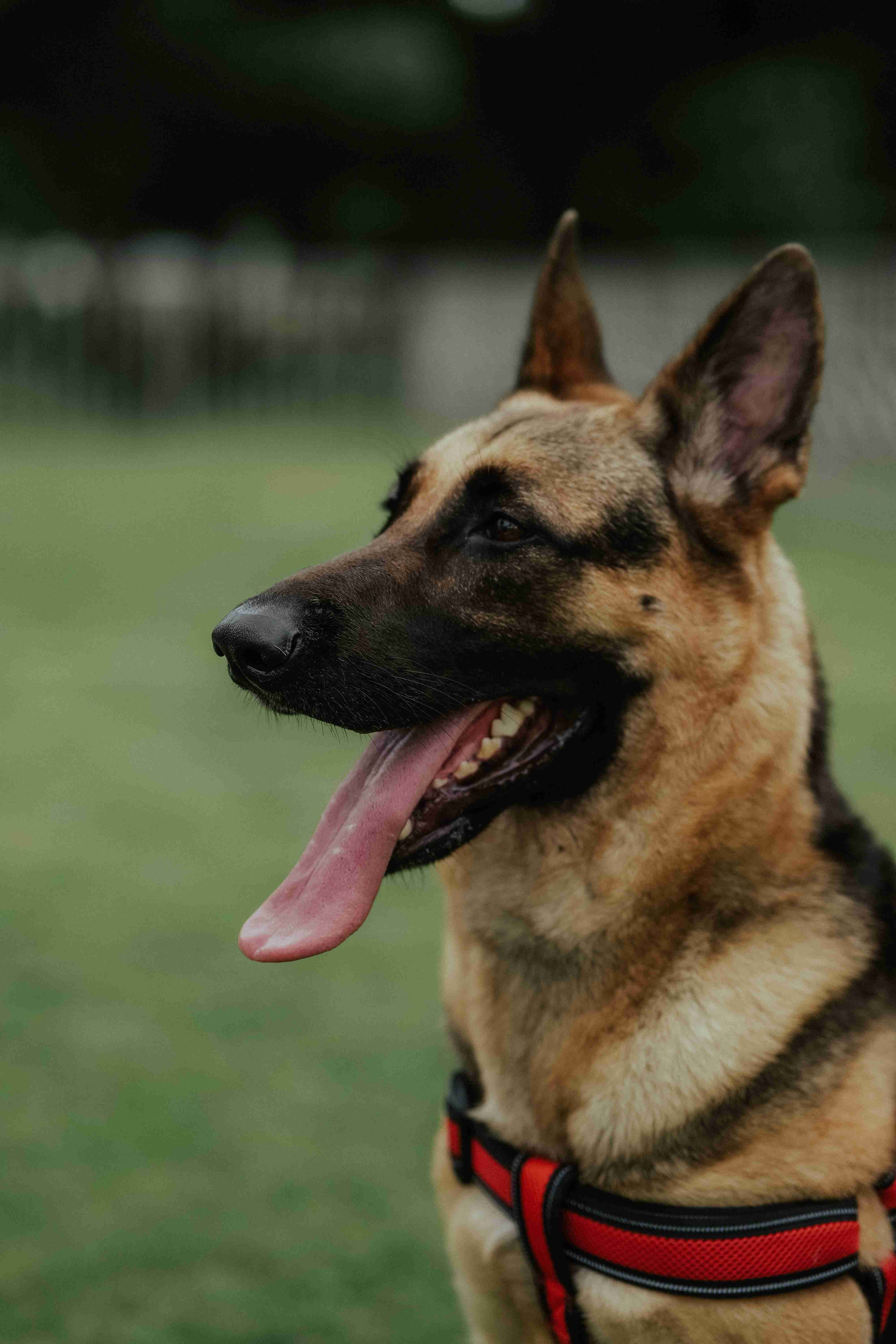 How can I prevent my German Shepherd from developing skin problems due to environmental factors?