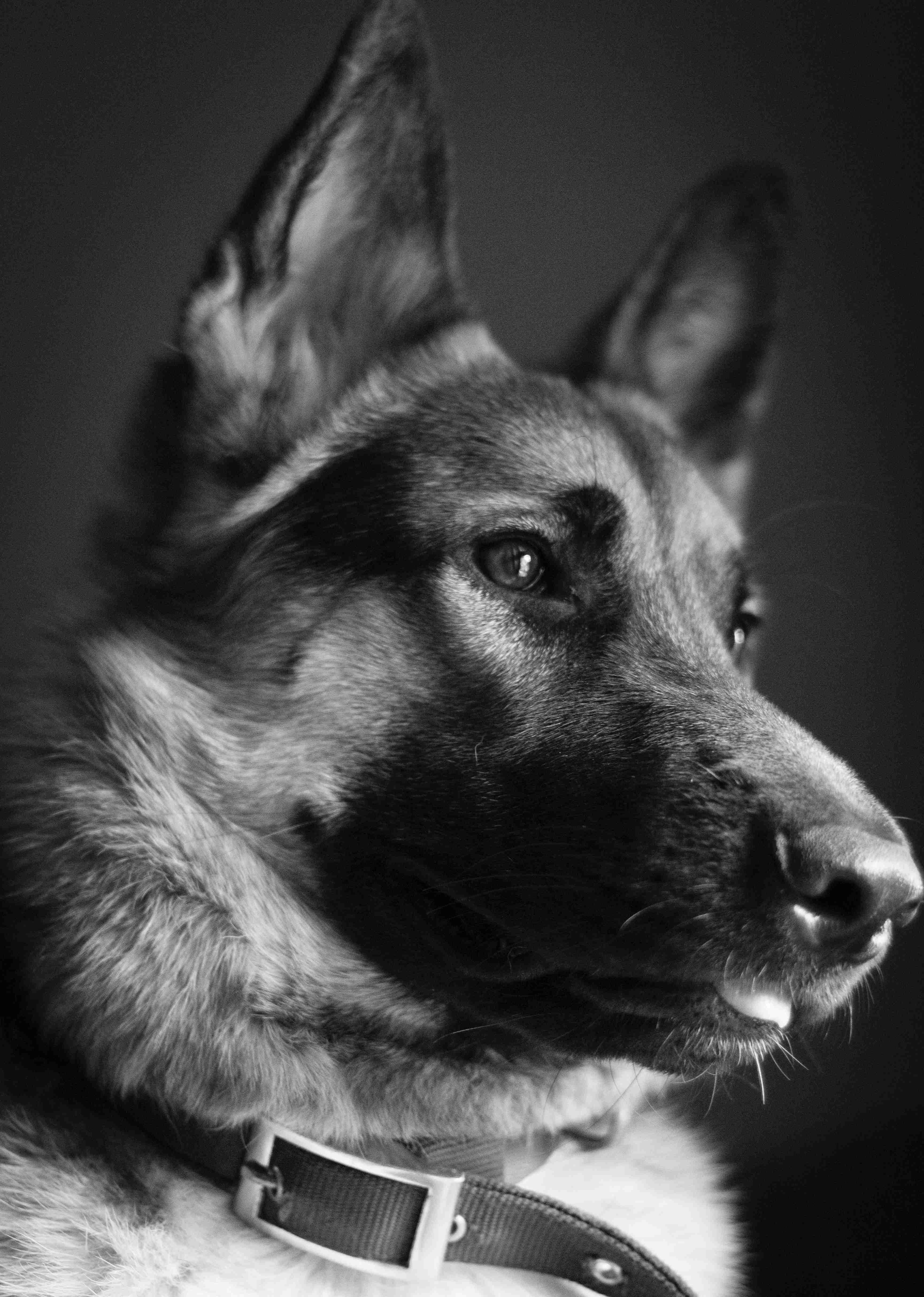 Can German shepherds be trained for specific tasks, such as search and rescue or therapy work?
