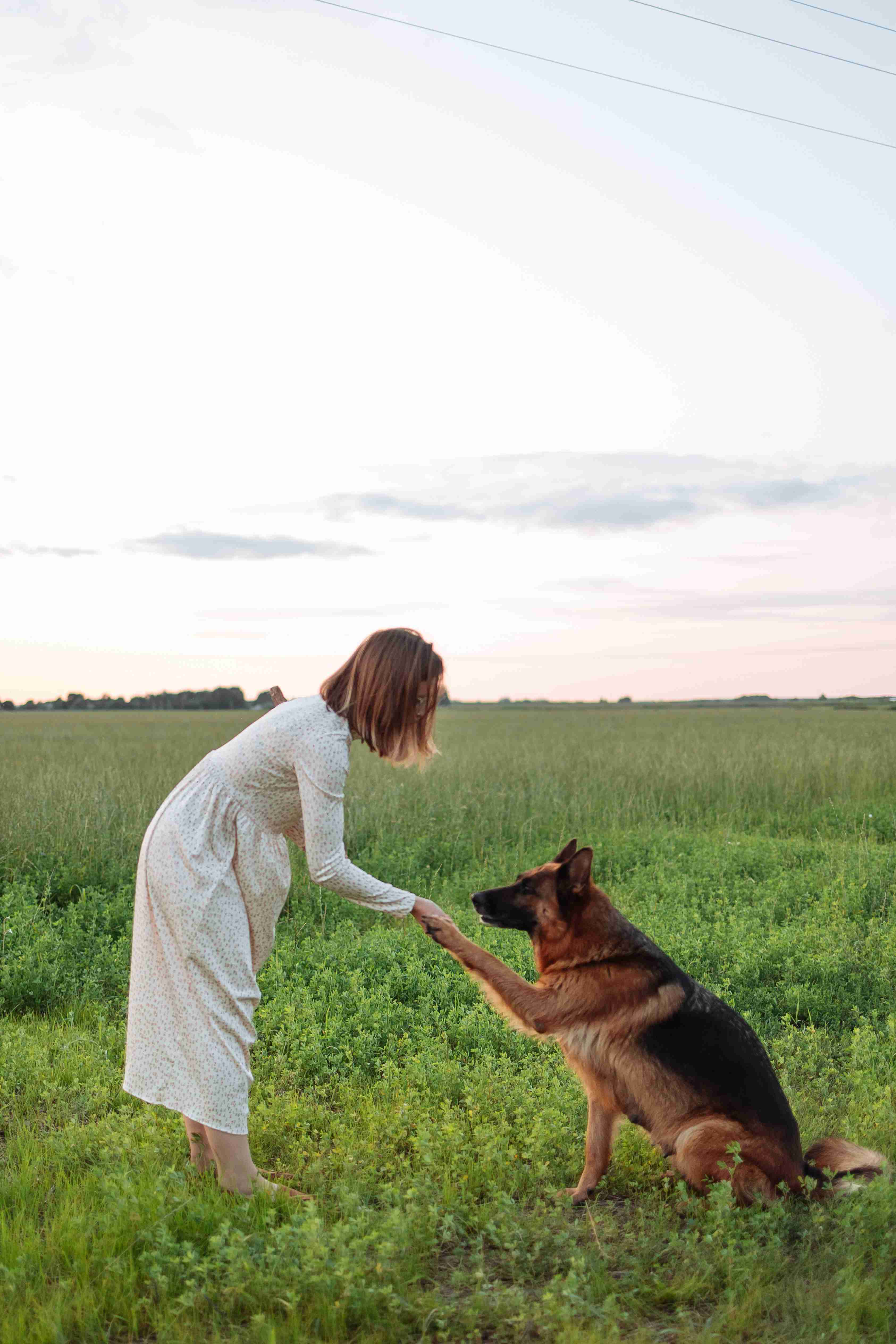 What makes a German shepherd a popular choice for first time pet owners?