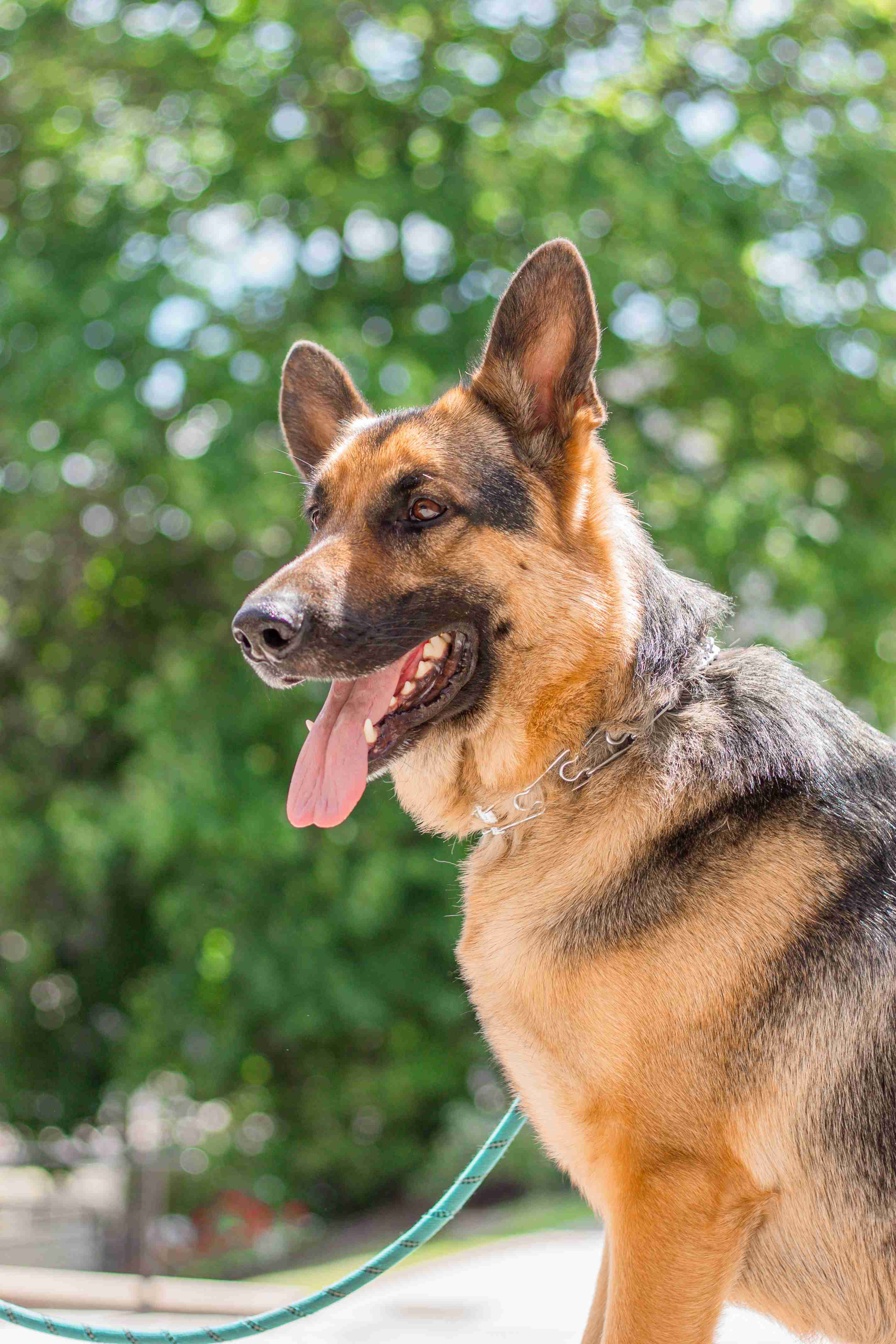 What is the best way to prevent separation anxiety in an adult German shepherd?
