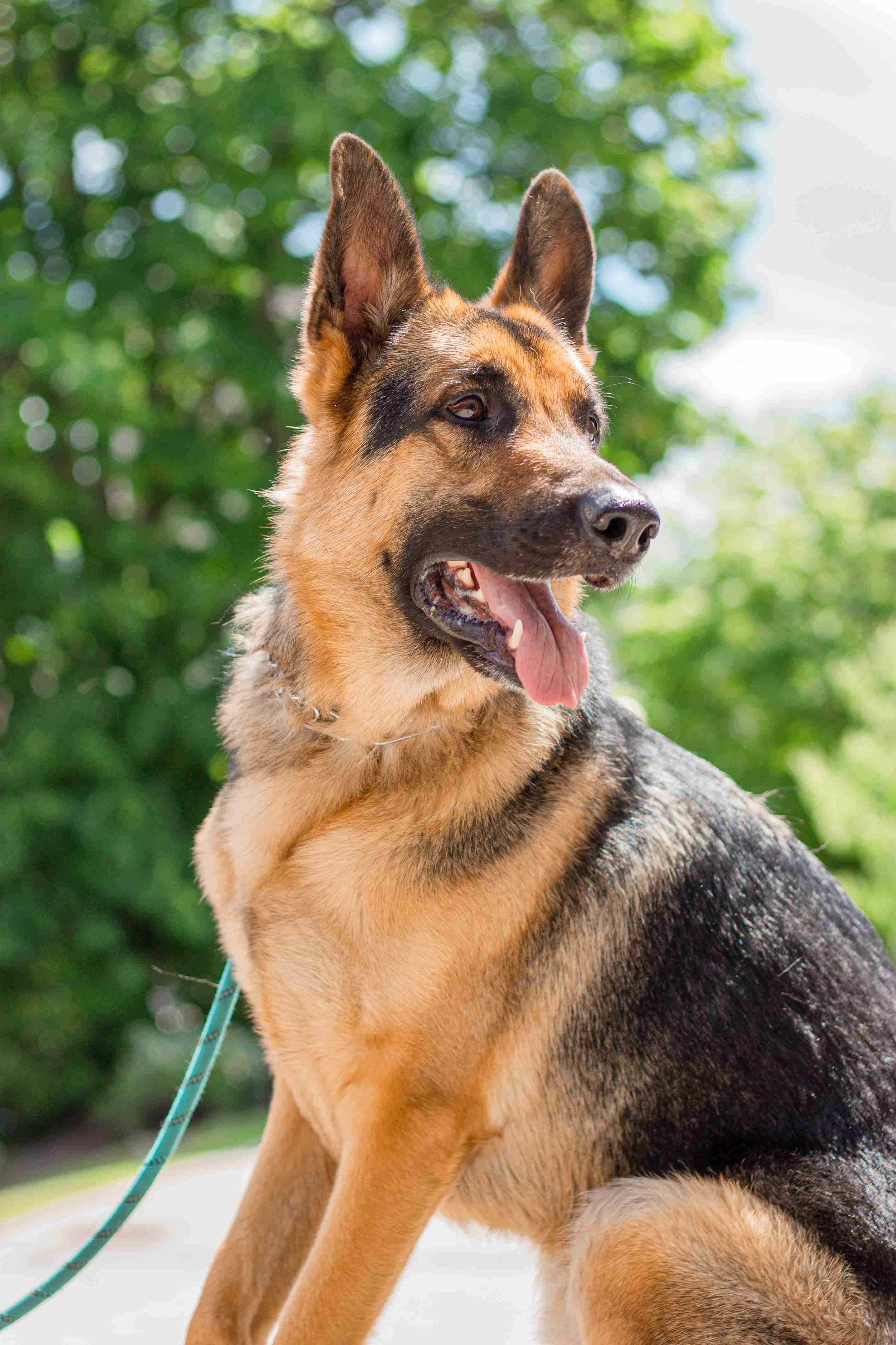 What kind of leash and collar is best for a German Shepherd living in an apartment?