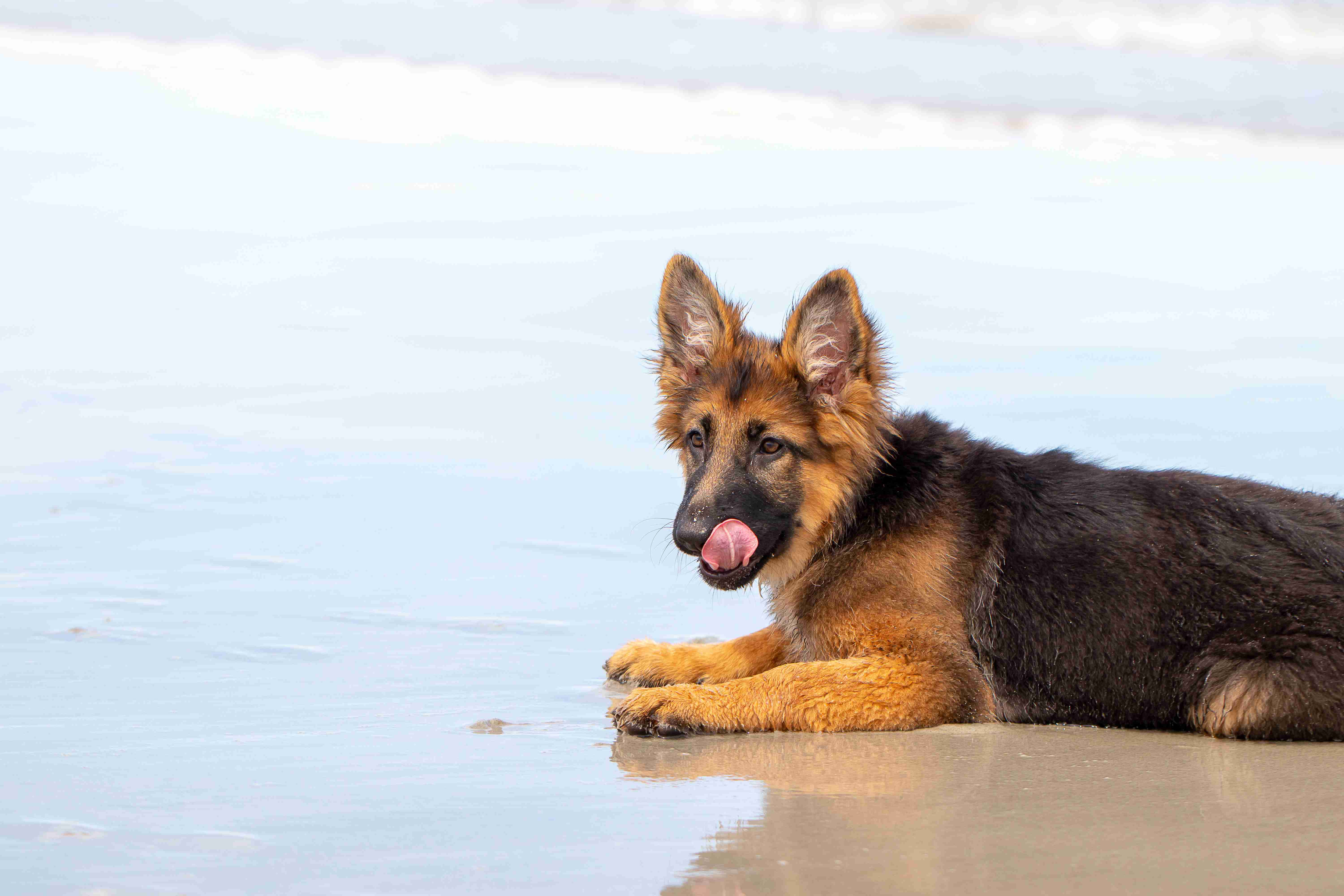 What are some common health issues that German Shepherd puppies can experience in the first two weeks?