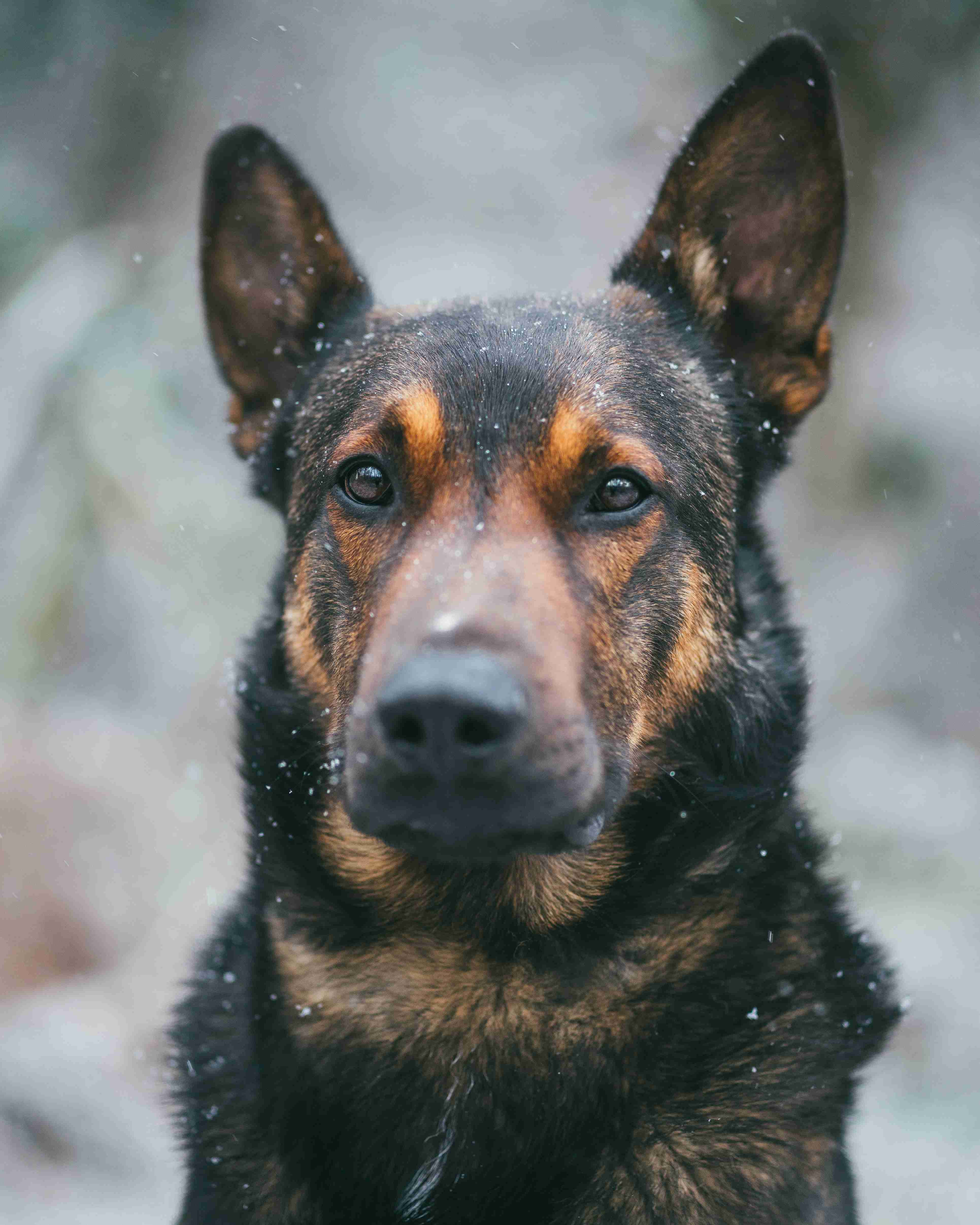 How do you handle the heat and cold when living in an apartment with a German Shepherd?