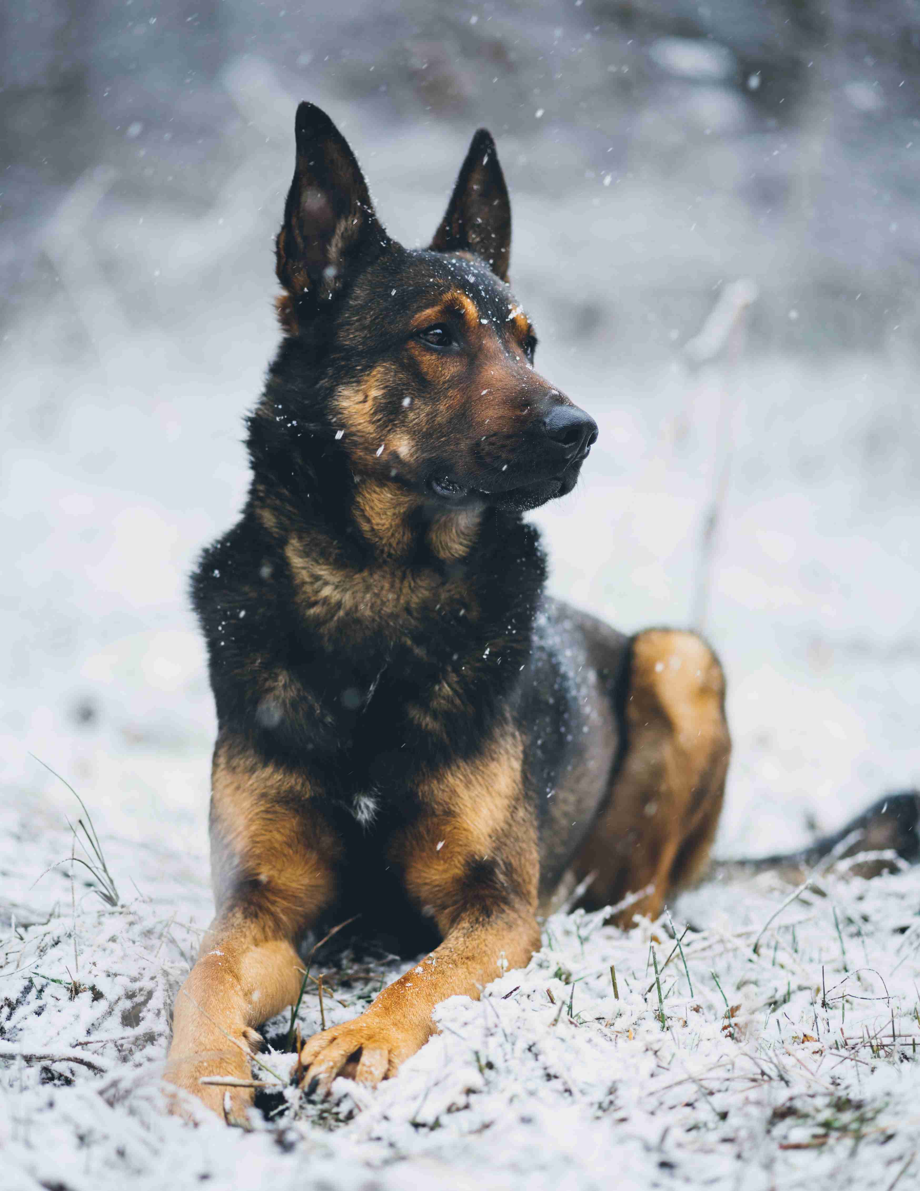 What is the best way to handle aggression in a German shepherd?