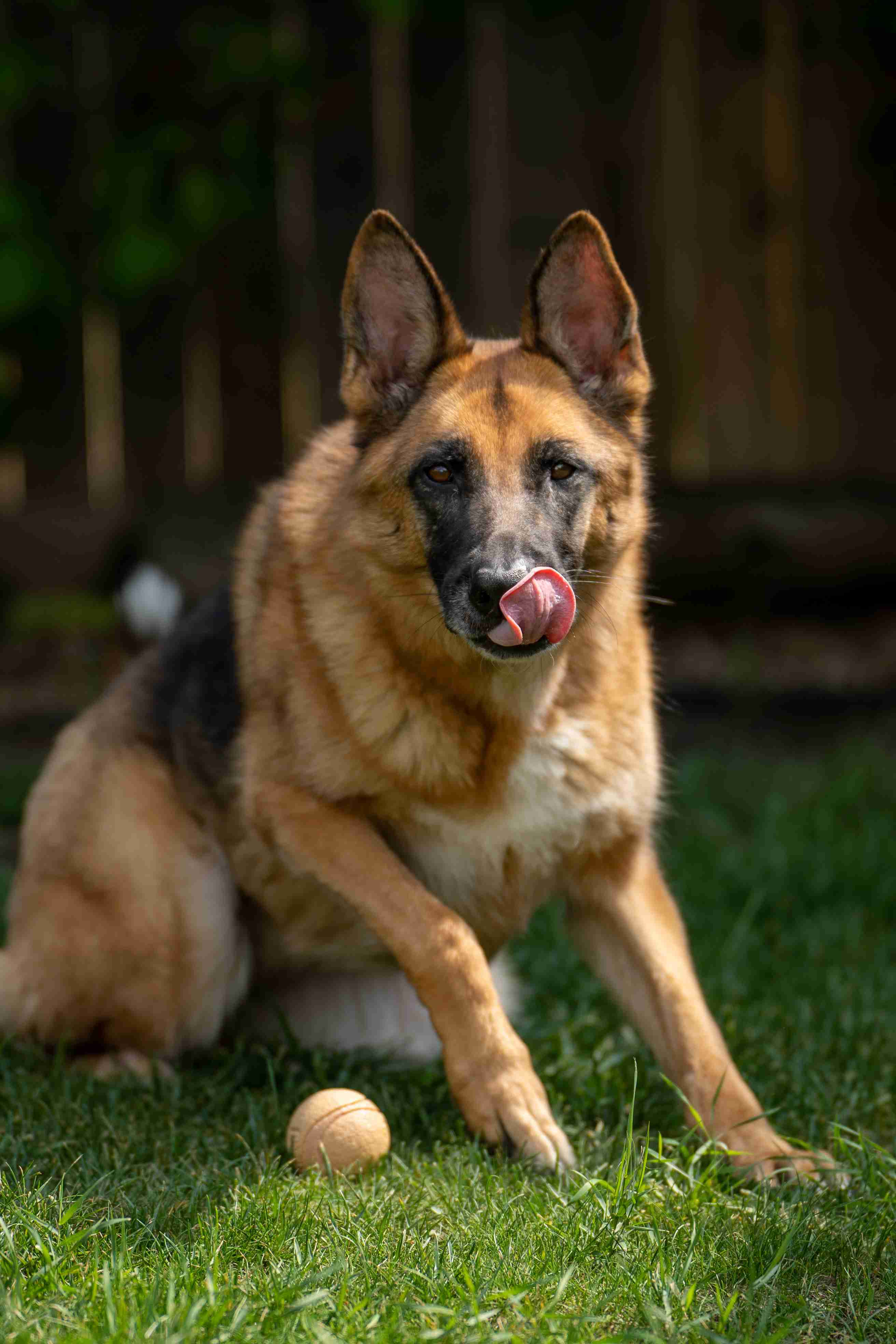 What is the best way to prevent resource guarding in a German shepherd?