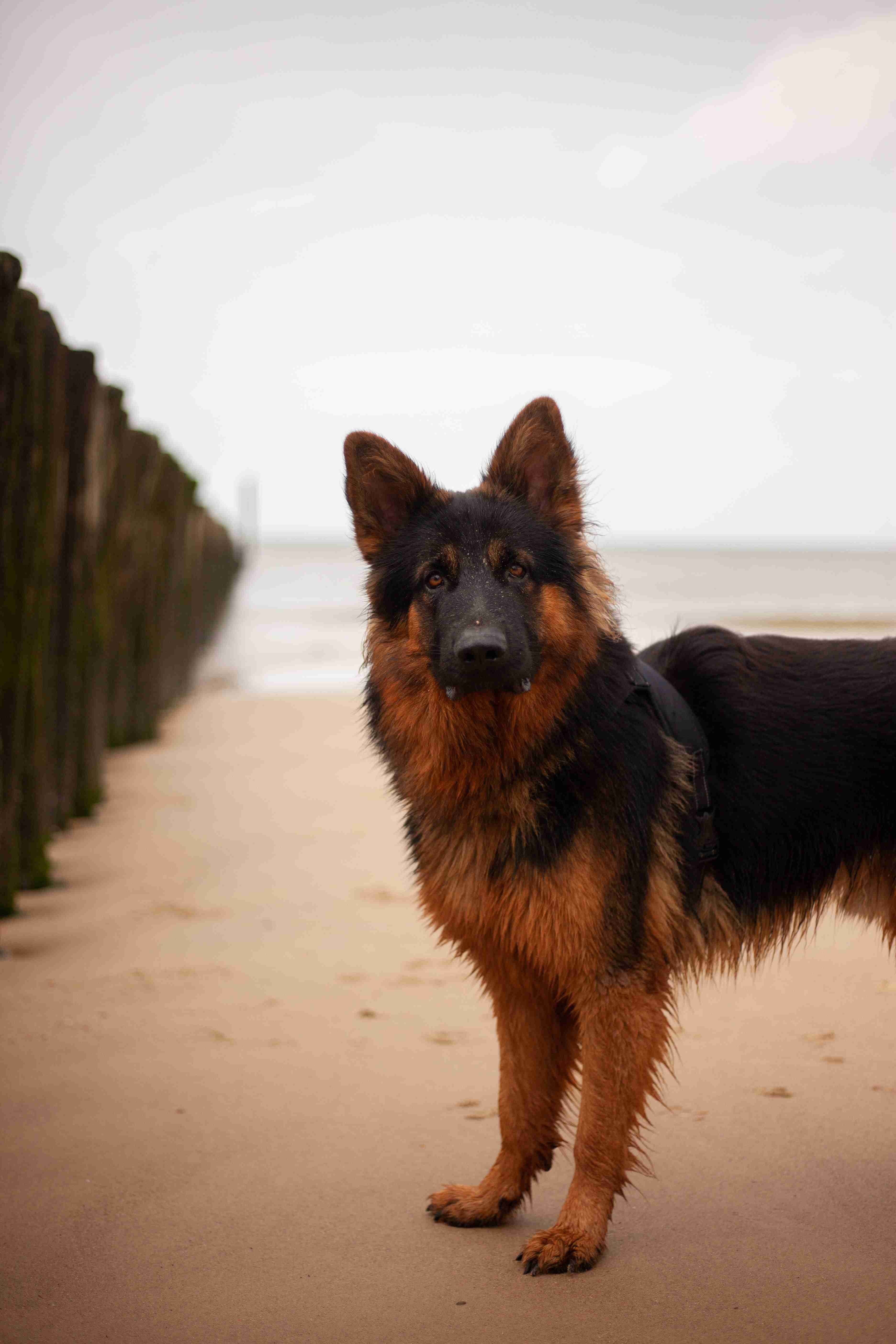 Can German shepherds be trained to become service dogs?