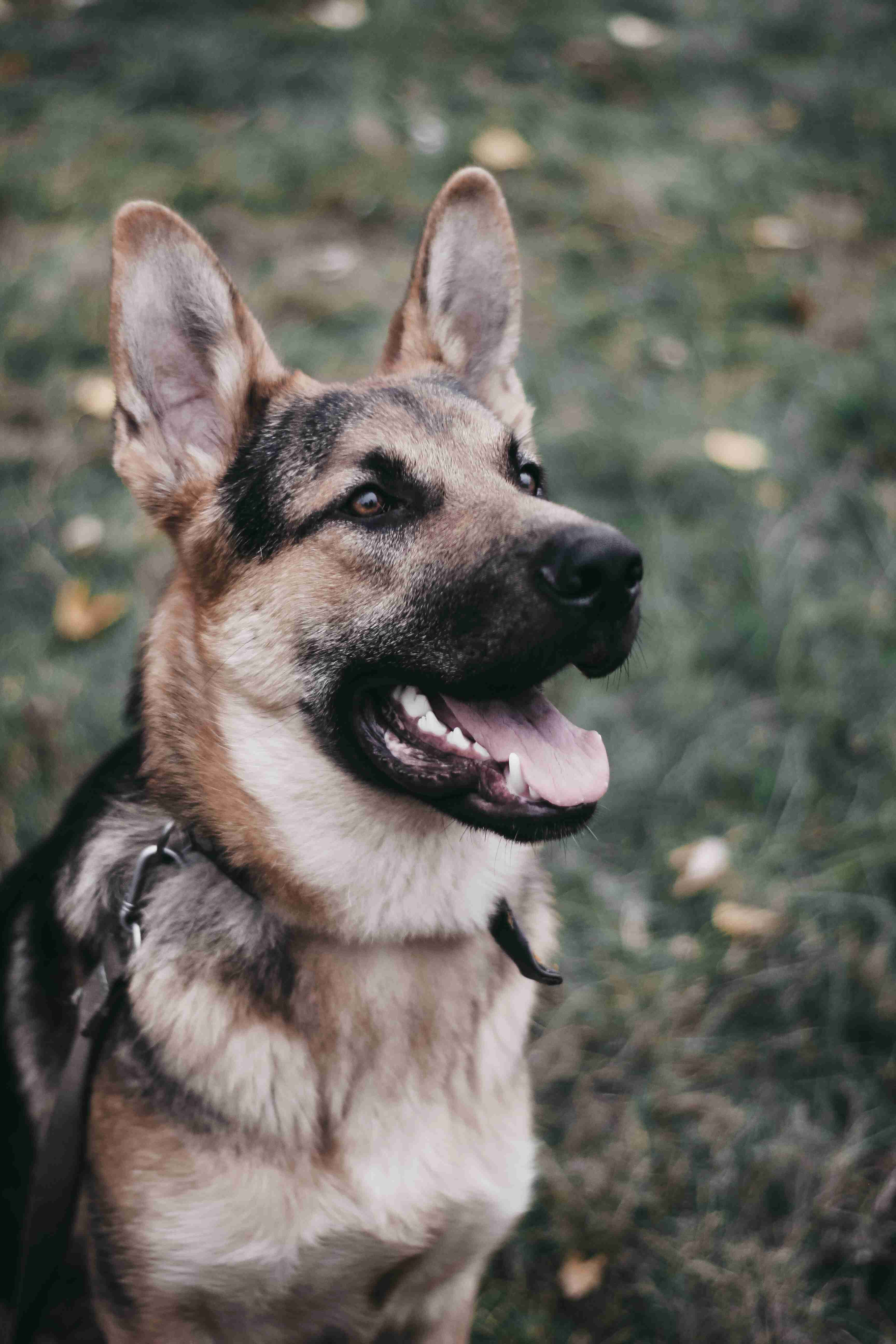 How do you handle aggressive behavior from your German Shepherd in an apartment complex?