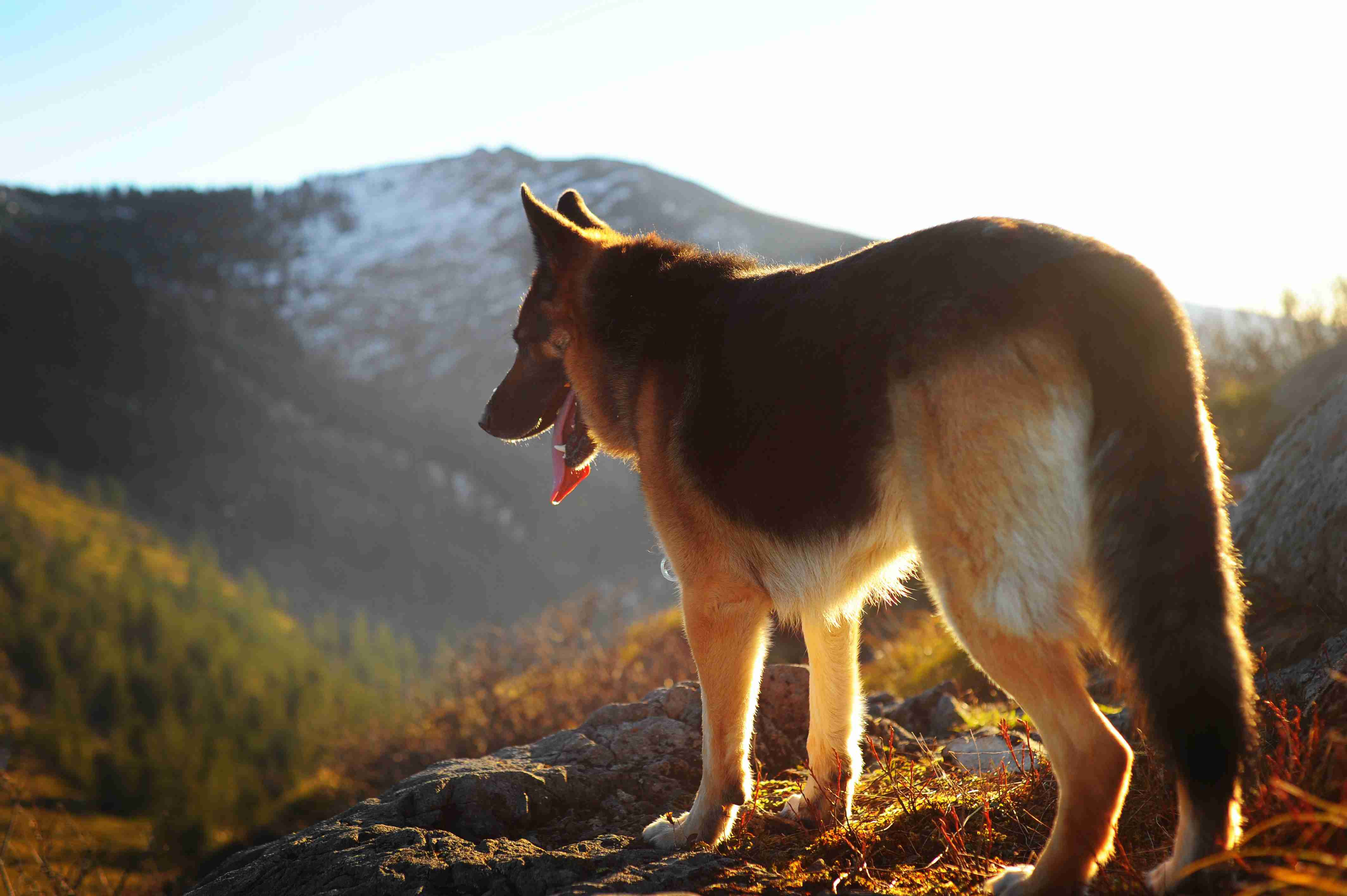 Can German shepherds be trained to become search and rescue dogs?