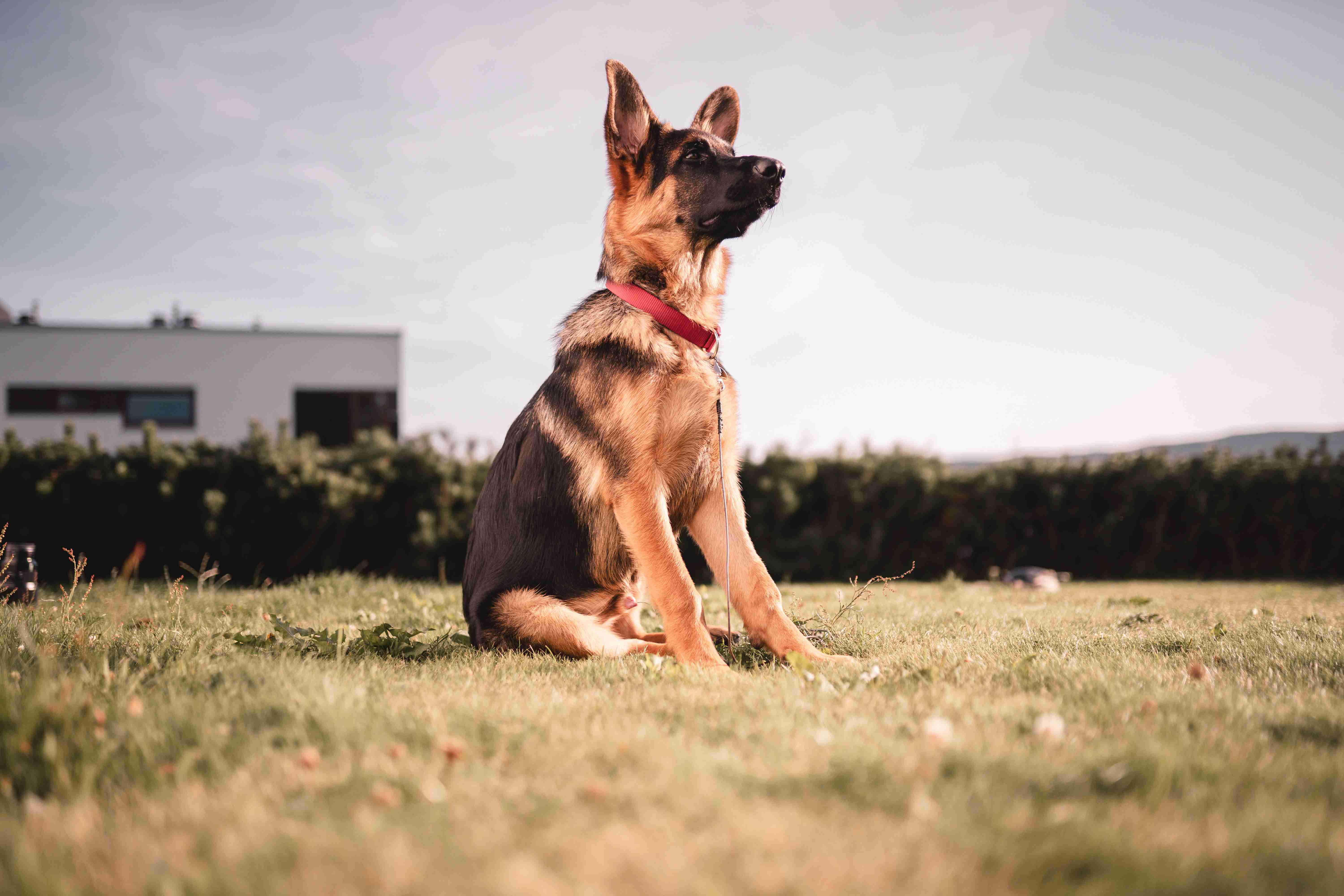 What kind of training aids are recommended for a German Shepherd living in an apartment?