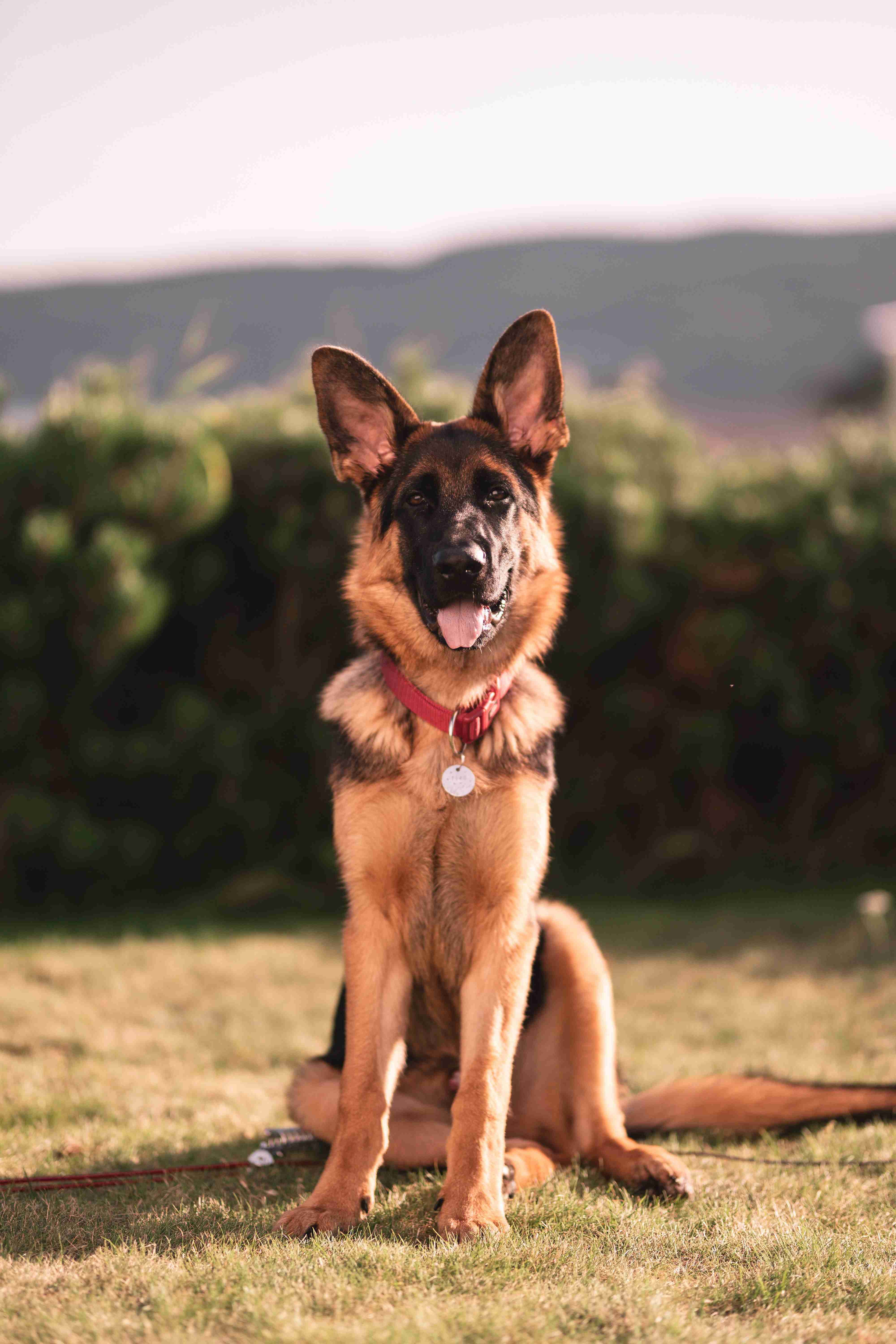 What are the best ways to keep my German Shepherd's paws healthy?