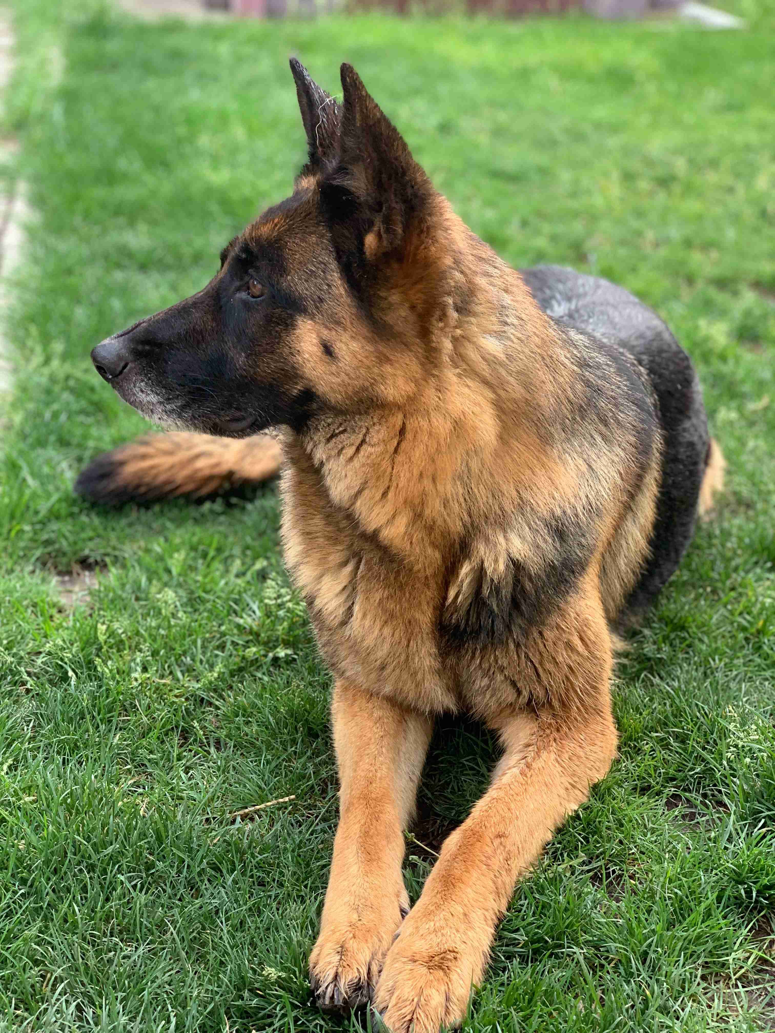 What kind of medical care is necessary for a German shepherd?