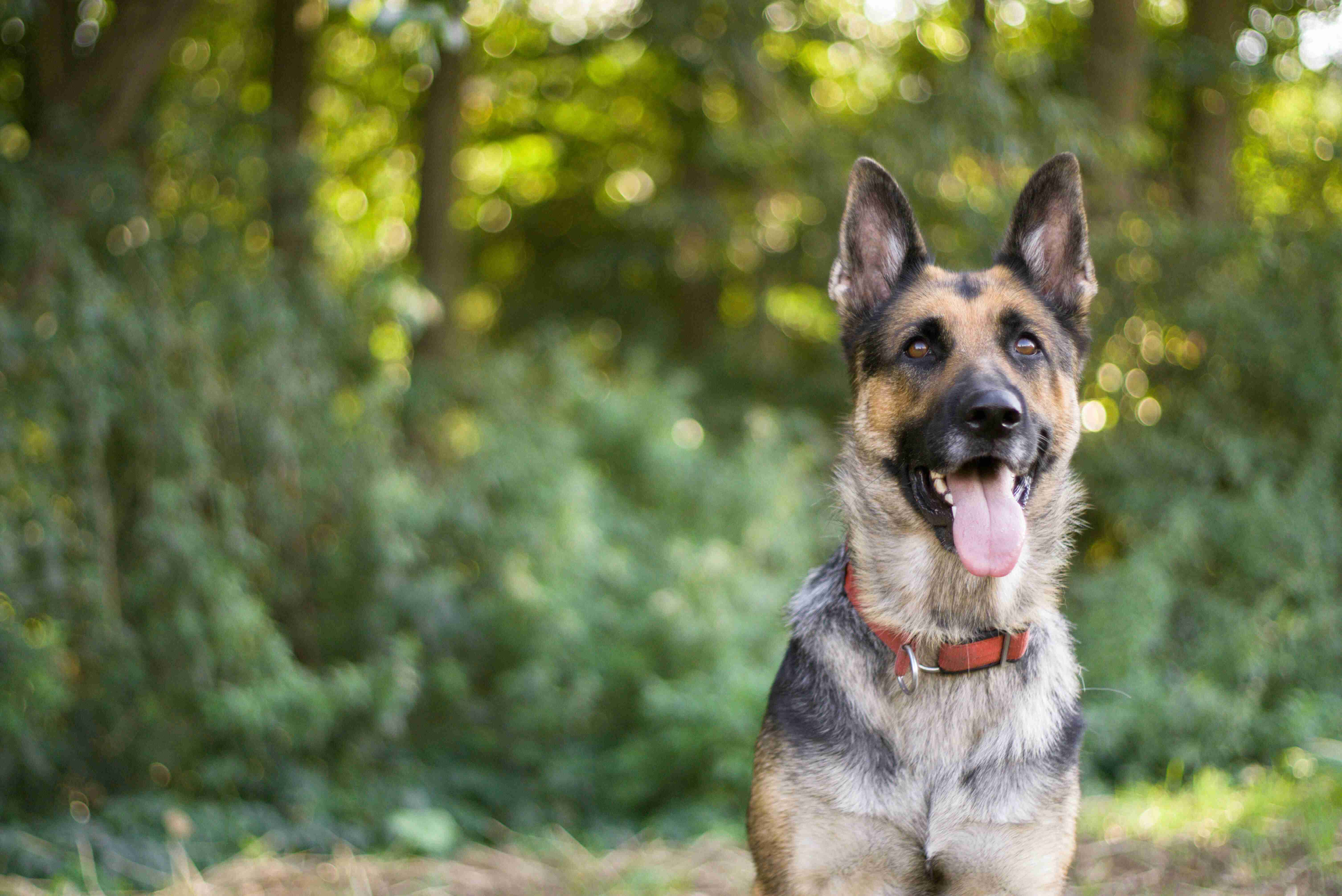 How important is exercise for a German Shepherd living in an apartment?