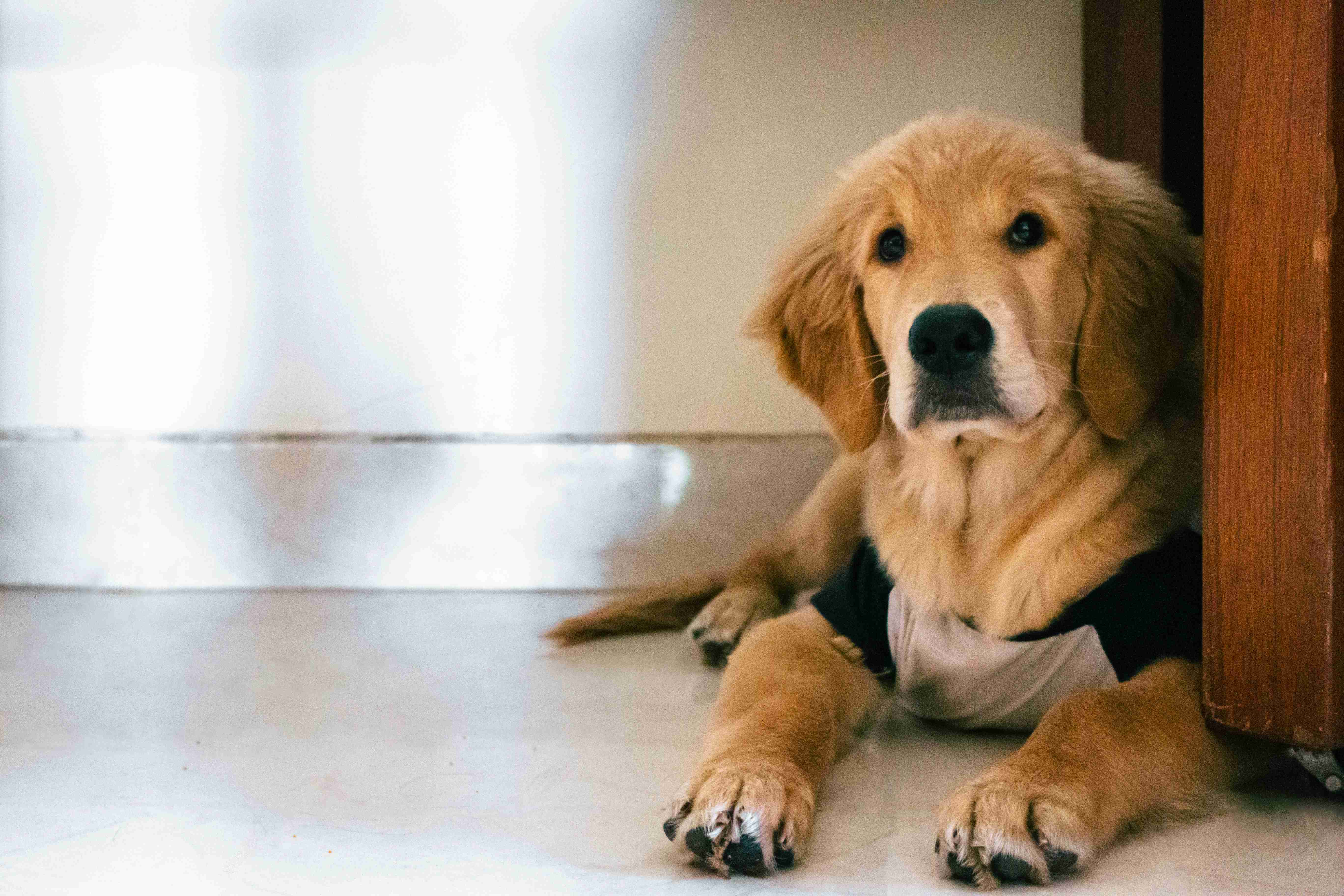 5 Tips for Ensuring Your Golden Retriever Behaves Around Family Guests and Gatherings