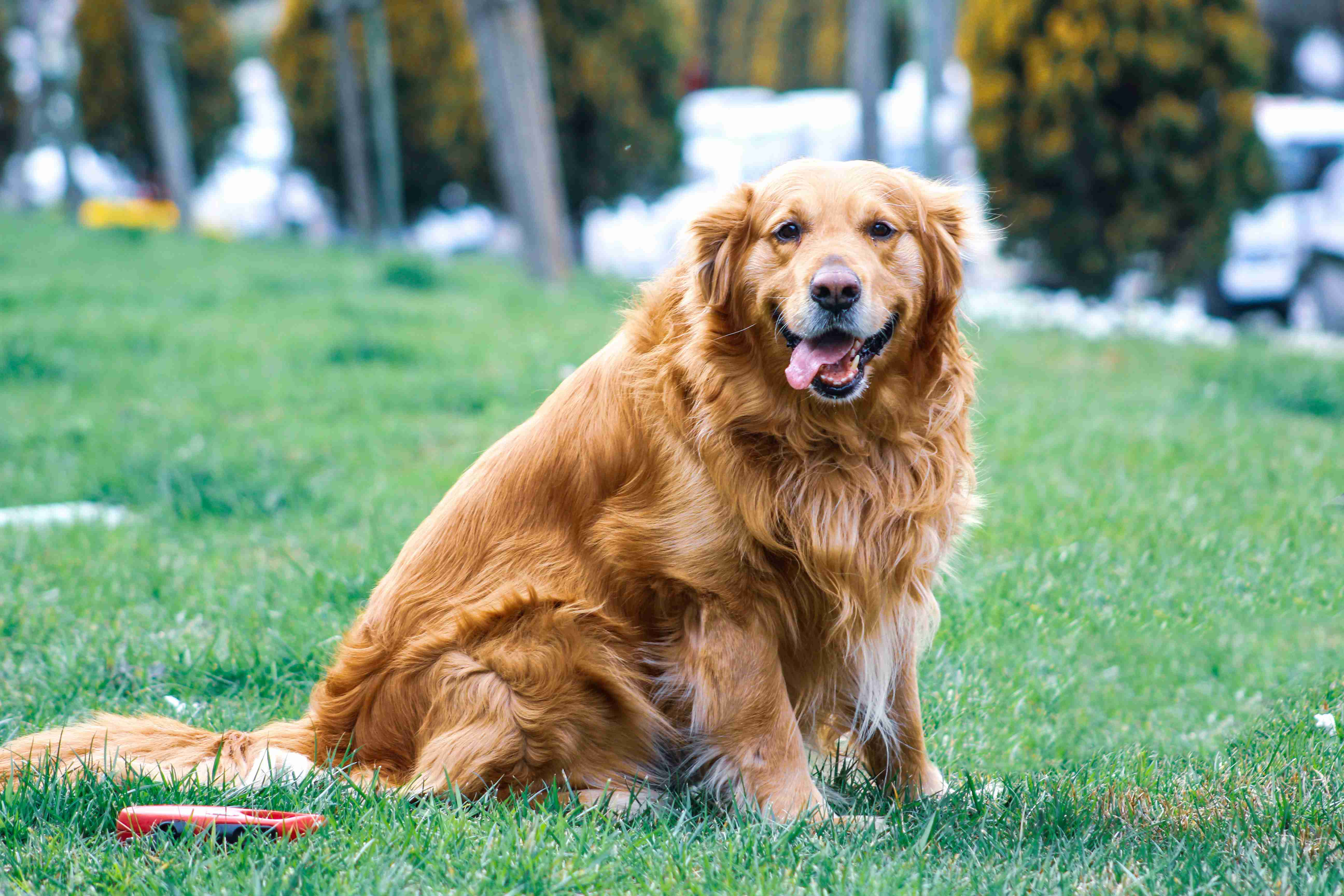 Top Tips for Grooming a Golden Retriever with Skin Issues: Best Practices for a Healthy Coat