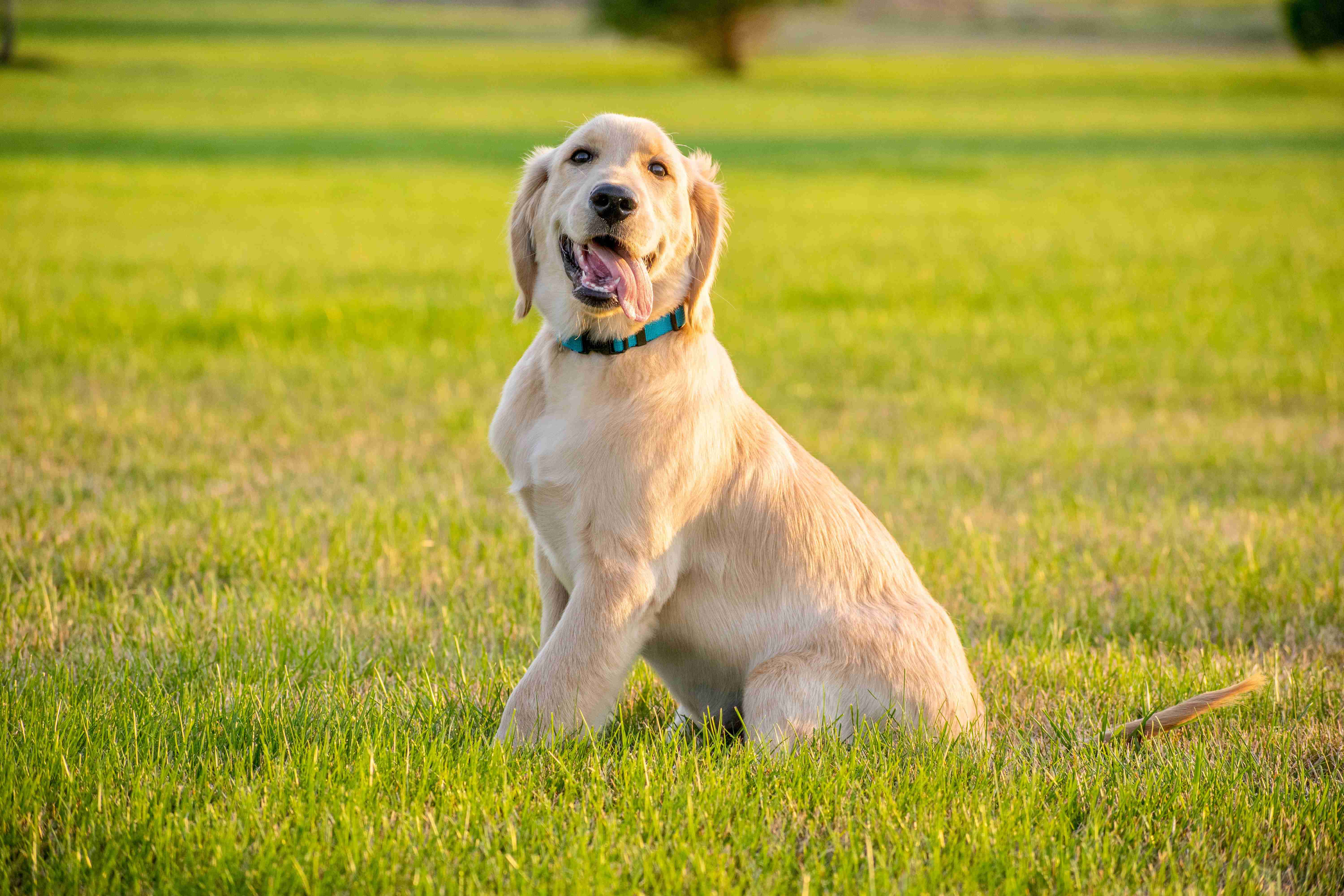 Golden Rules: Best Practices for Obedience Training a Family Golden Retriever