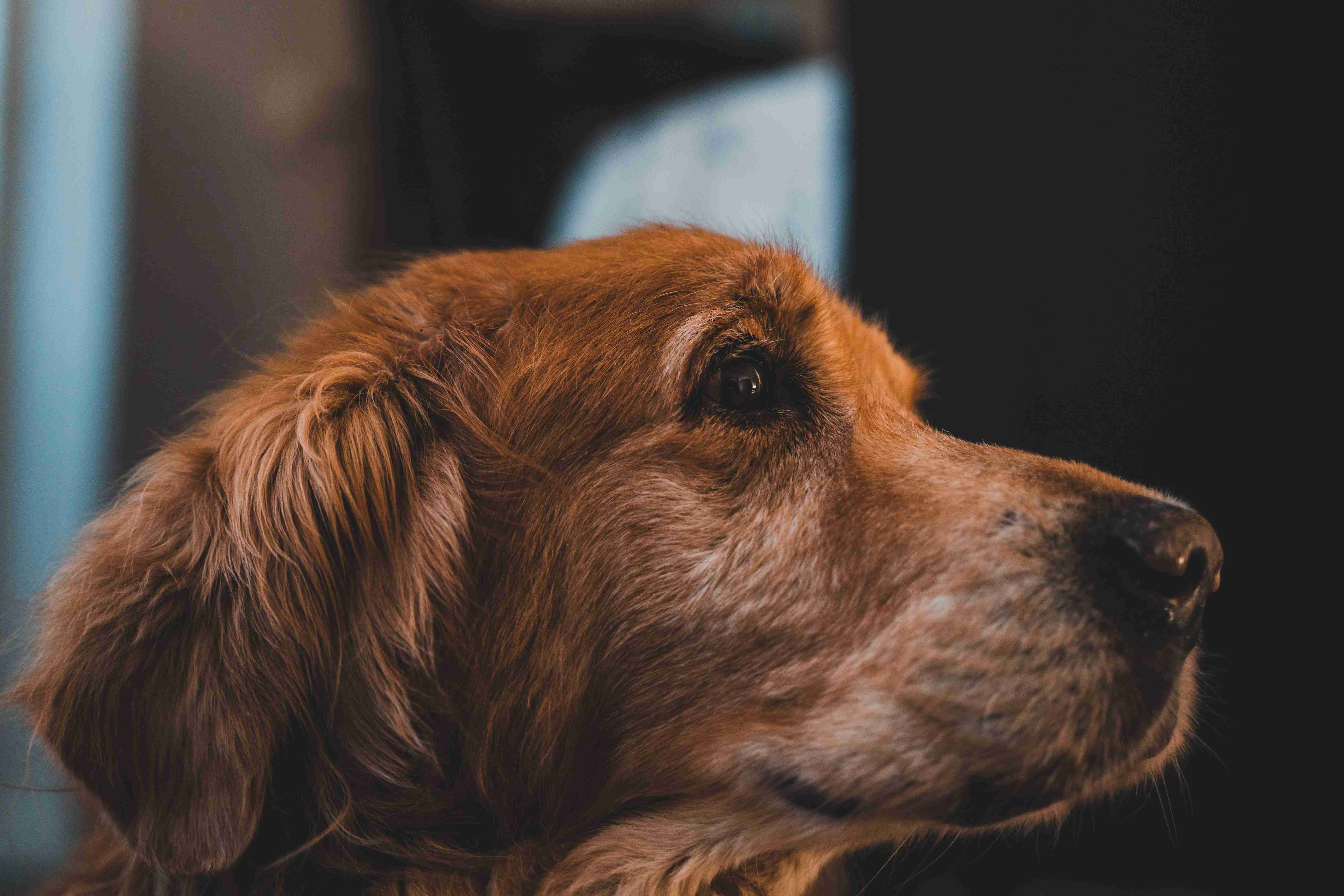Golden Retrievers and Cancer: Early Warning Signs Every Owner Should Know