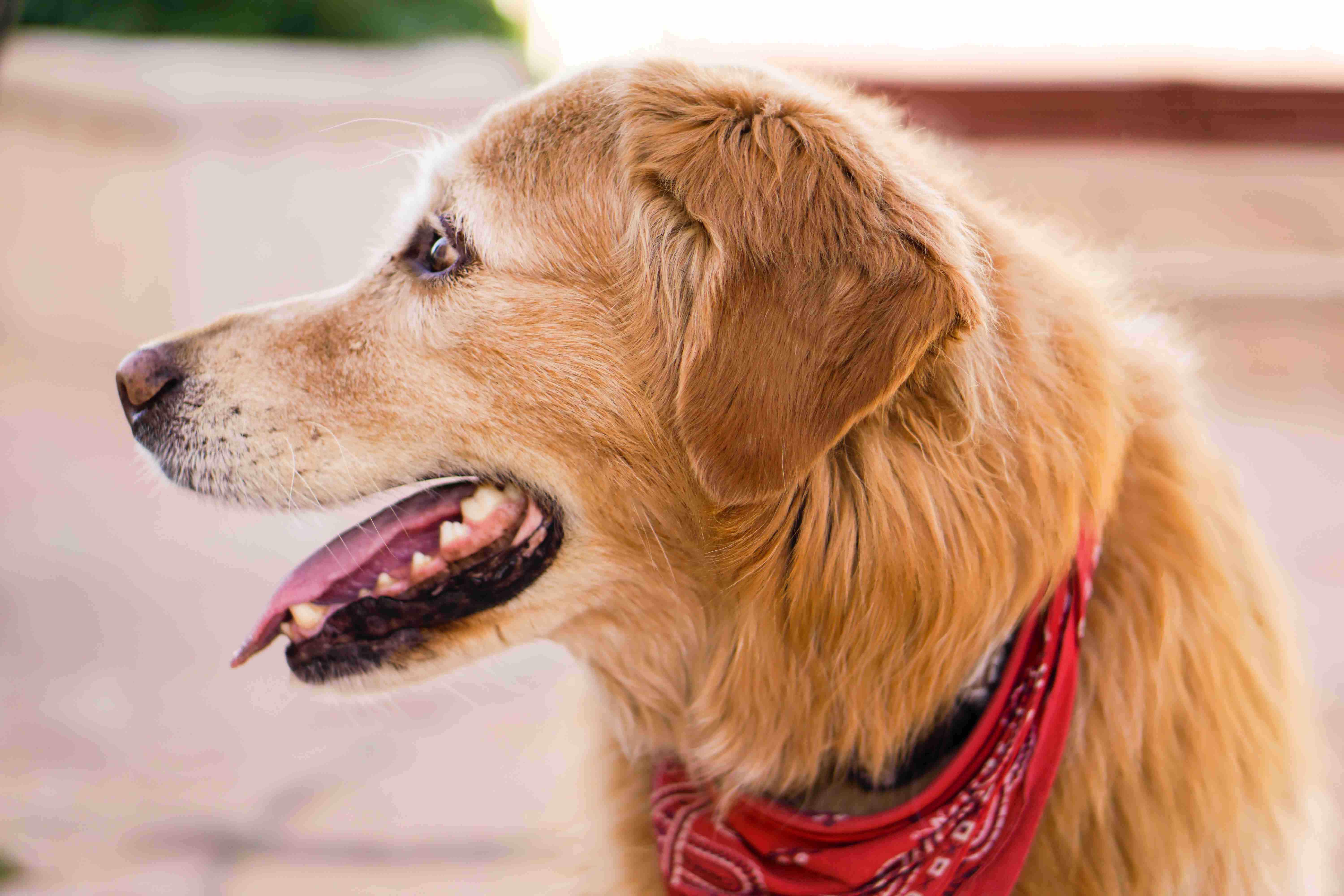 What are some effective ways to prevent ear infections in golden retrievers?