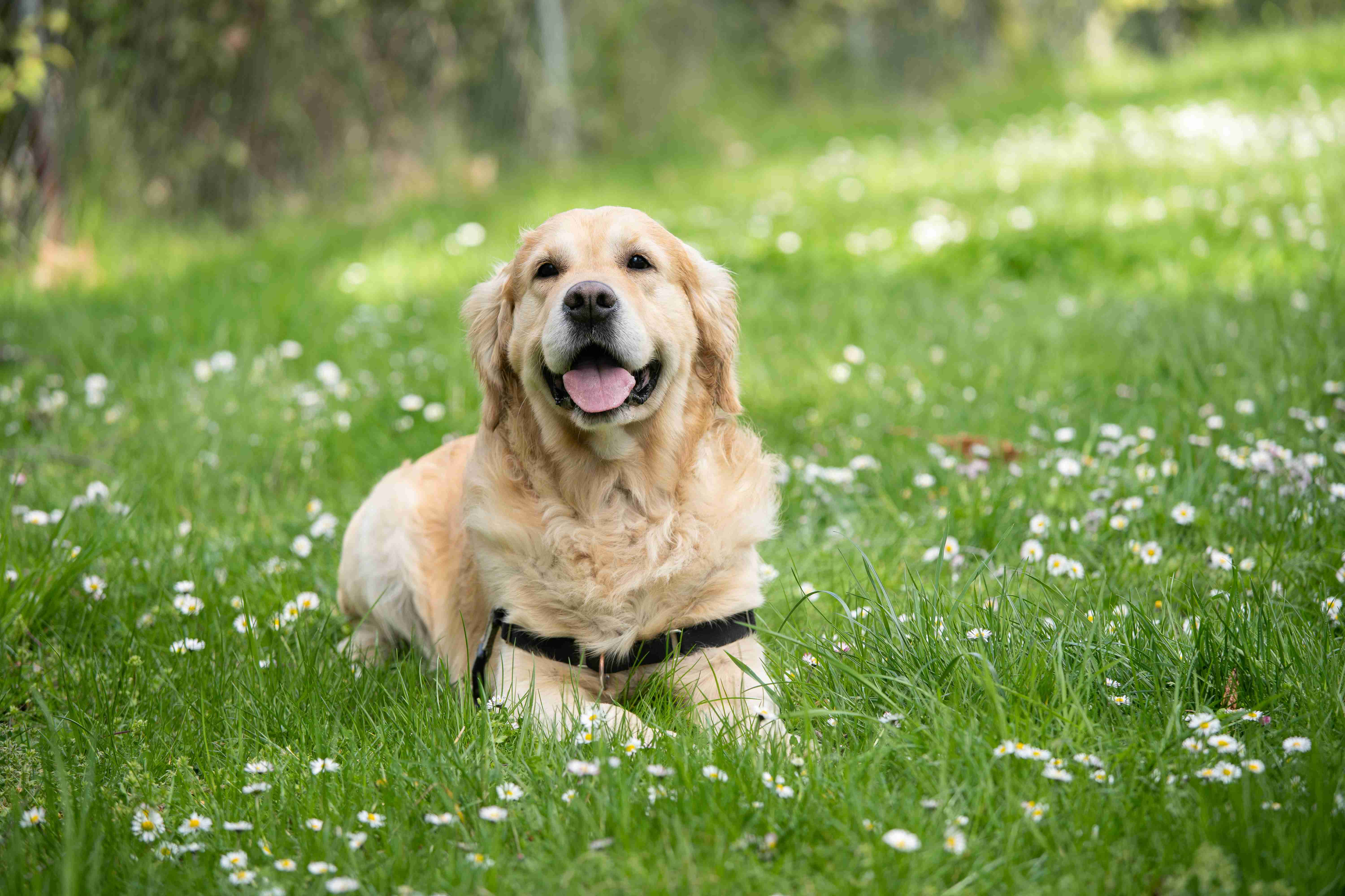 What are some signs of cancer in golden retrievers?