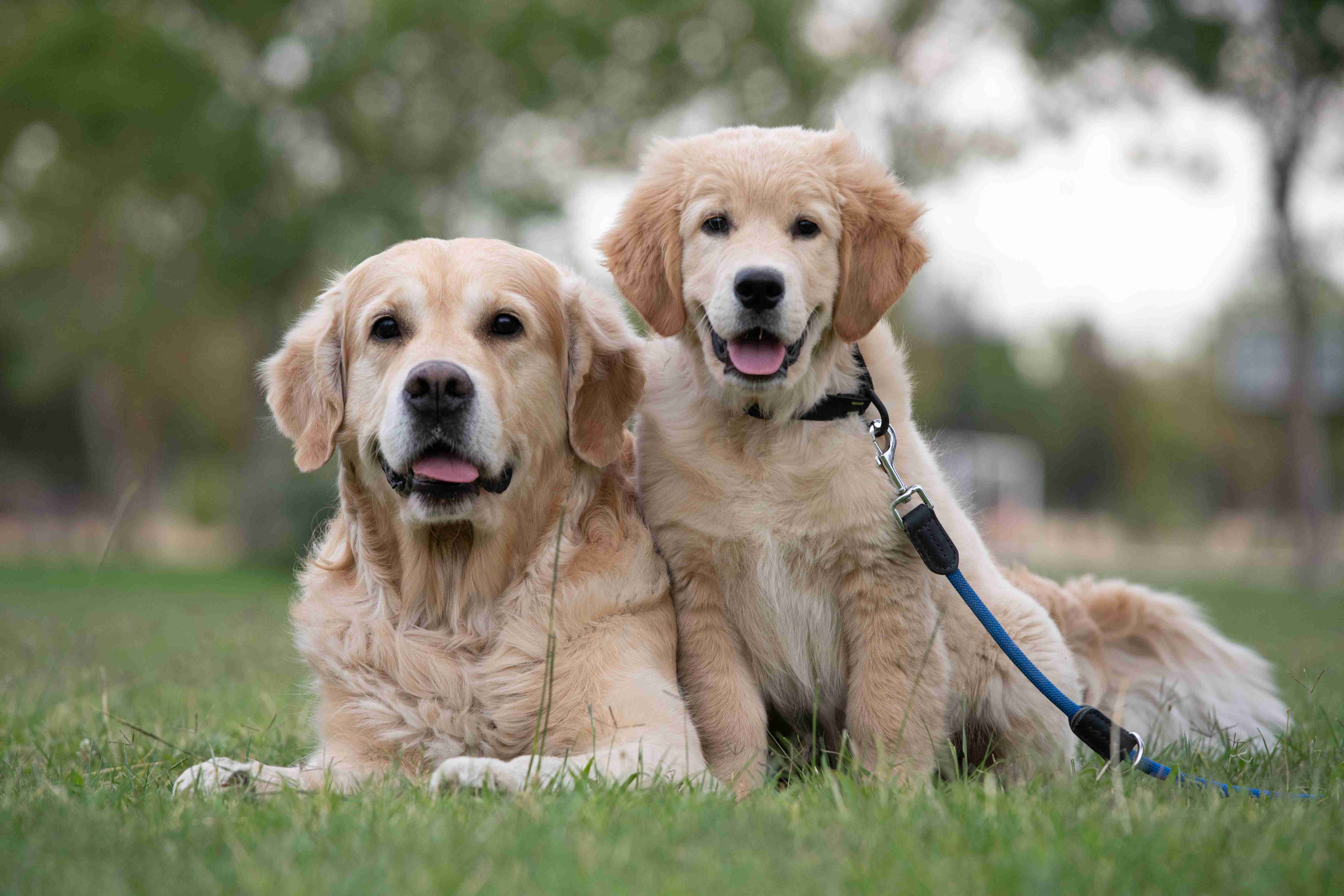 Grain-Free Diets and Golden Retrievers: Impacts on Health You Need to Know