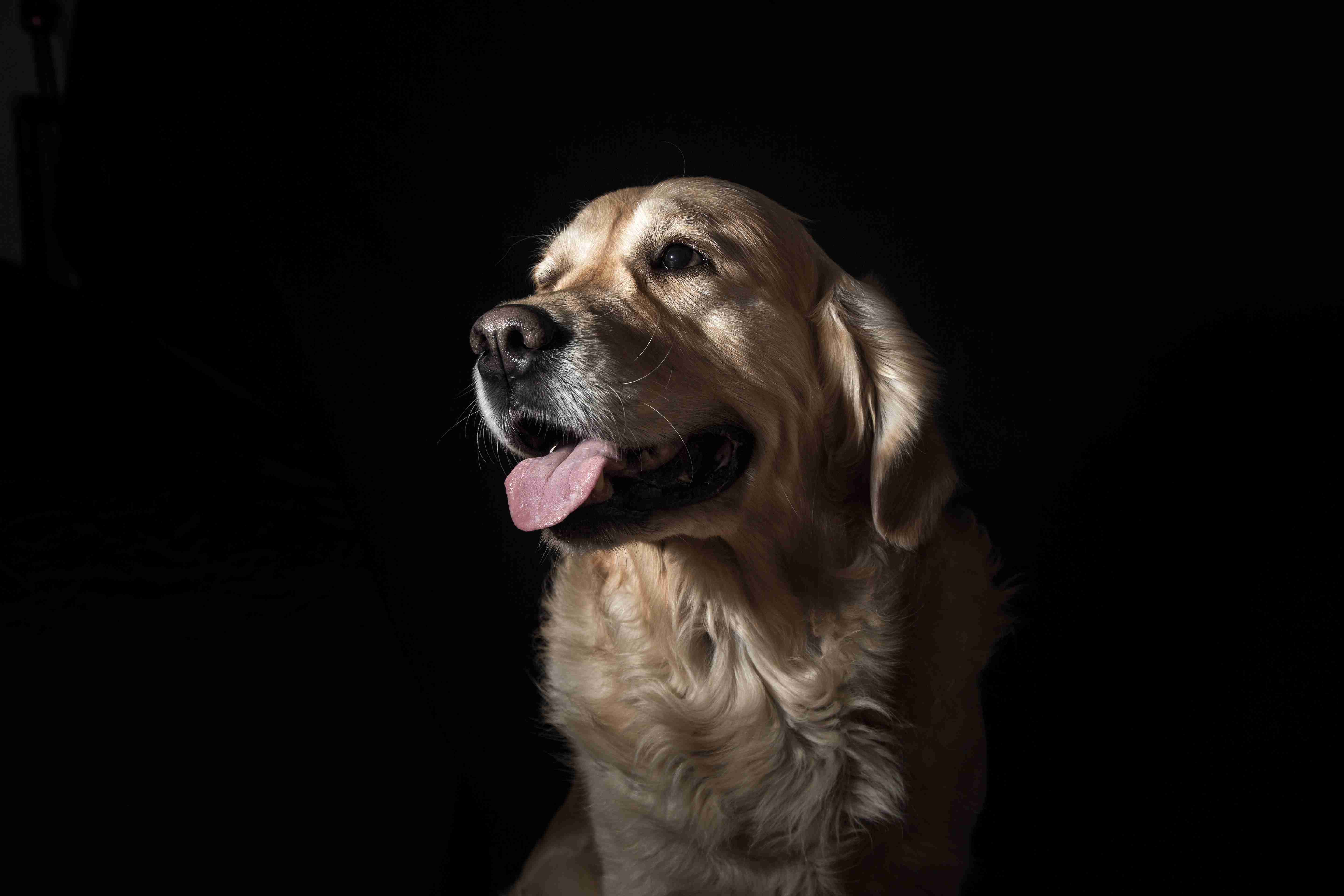 Grooming a Golden Retriever for a Dog Show: Top Tips and Best Practices