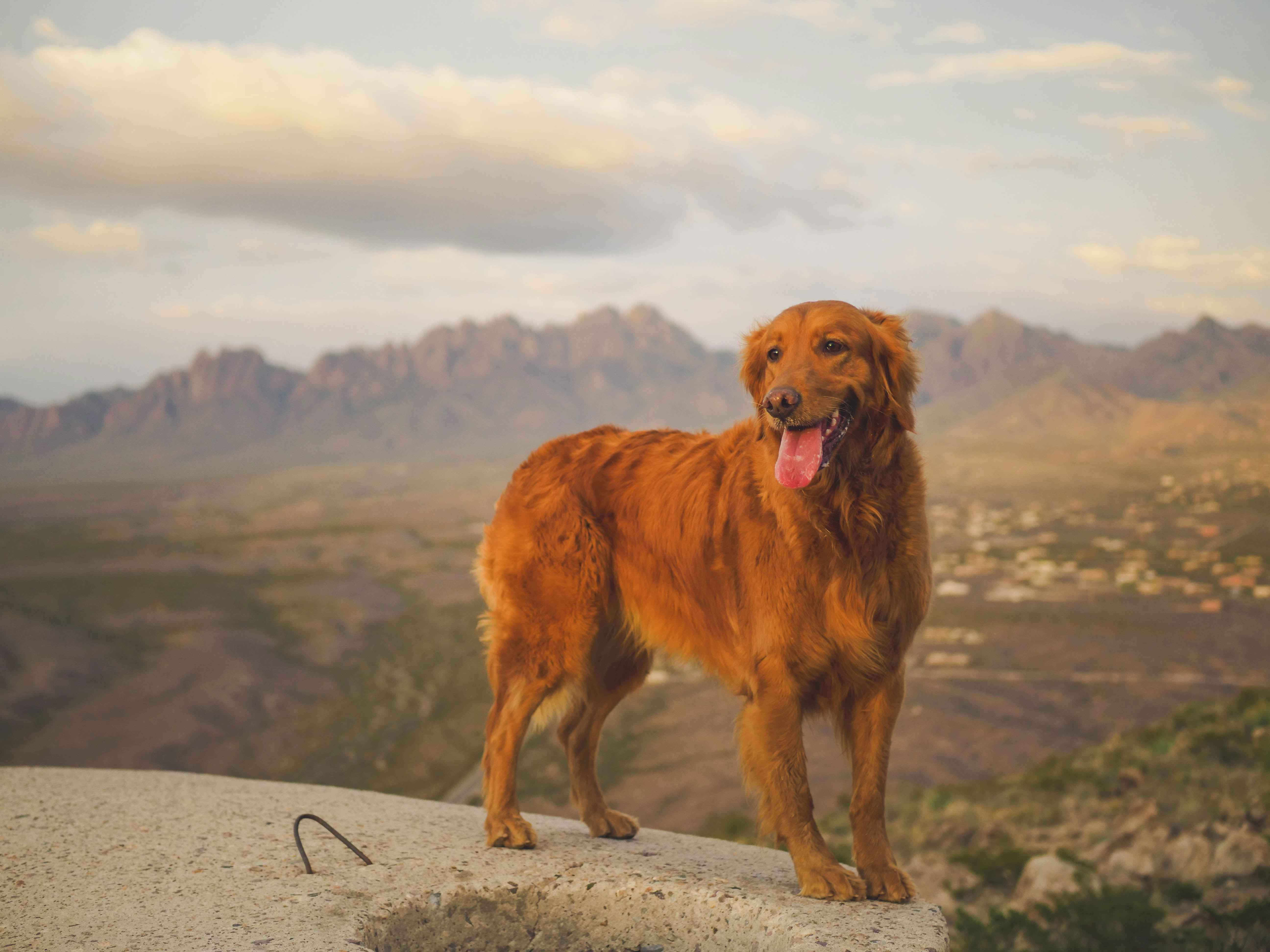 Are Golden Retrievers good guard dogs?