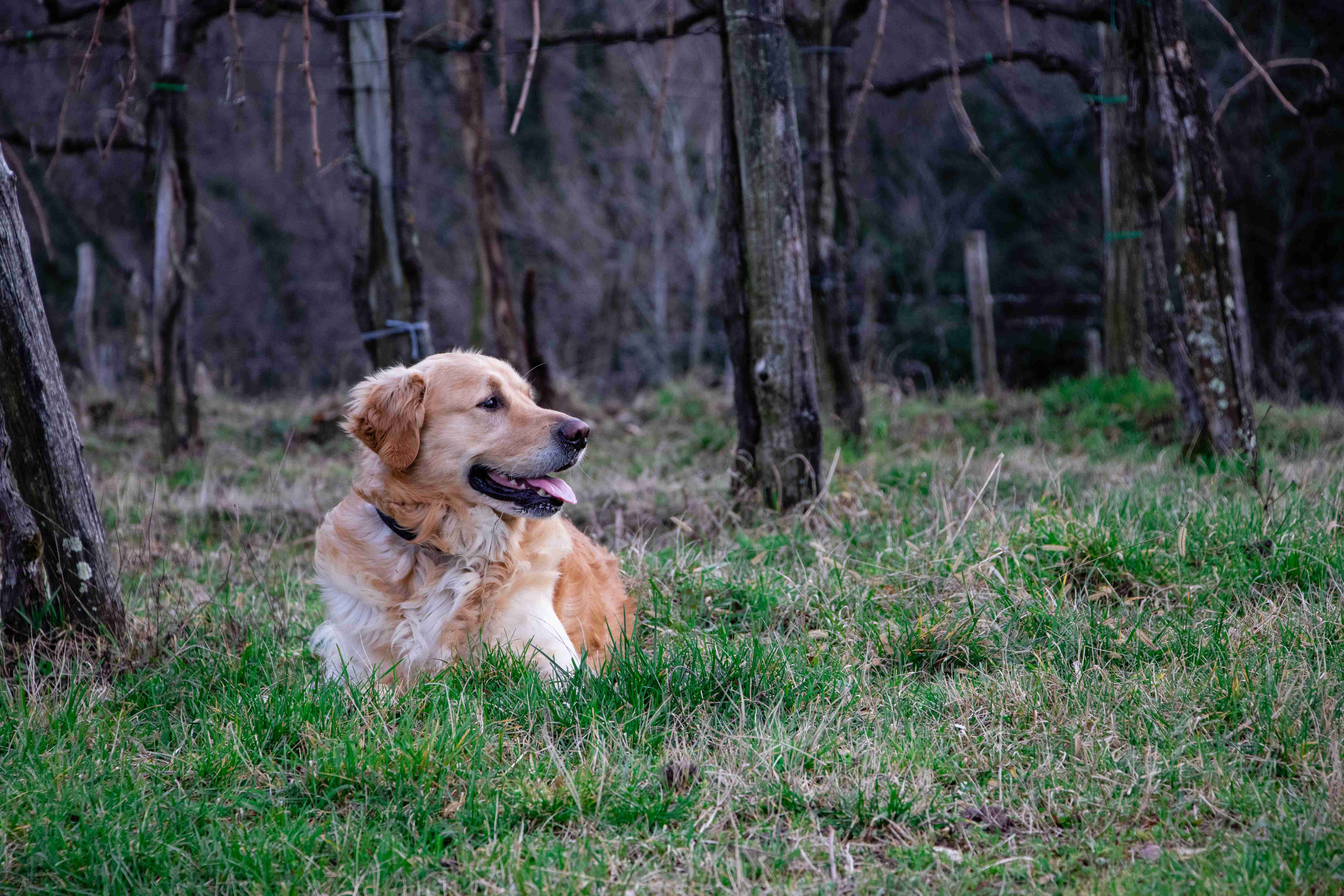Top Tips for Grooming a Golden Retriever with Skin Infections: Best Practices and Techniques