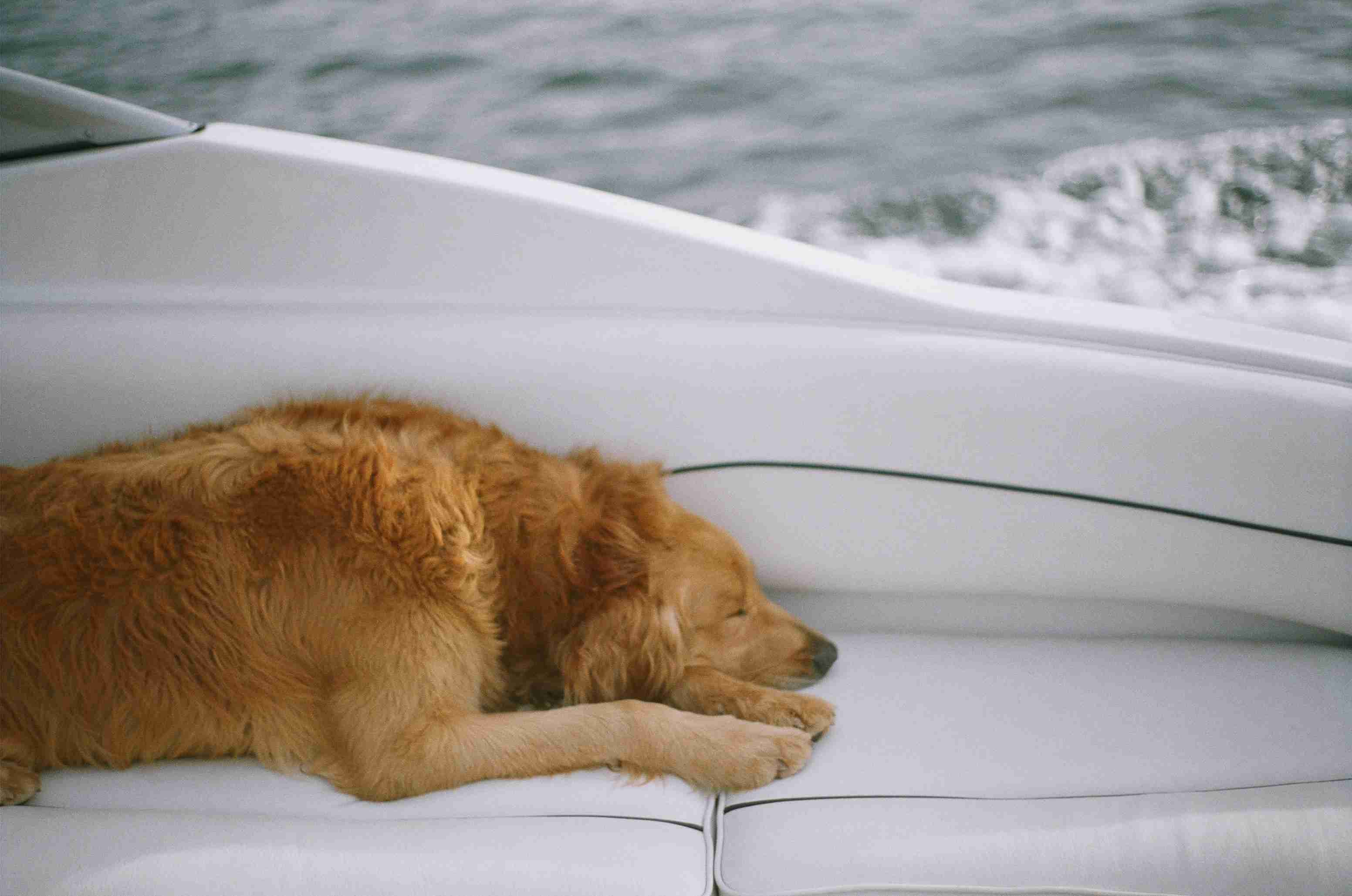 Managing Your Golden Retriever's Energy: Best Practices for a Fun and Happy Family Life