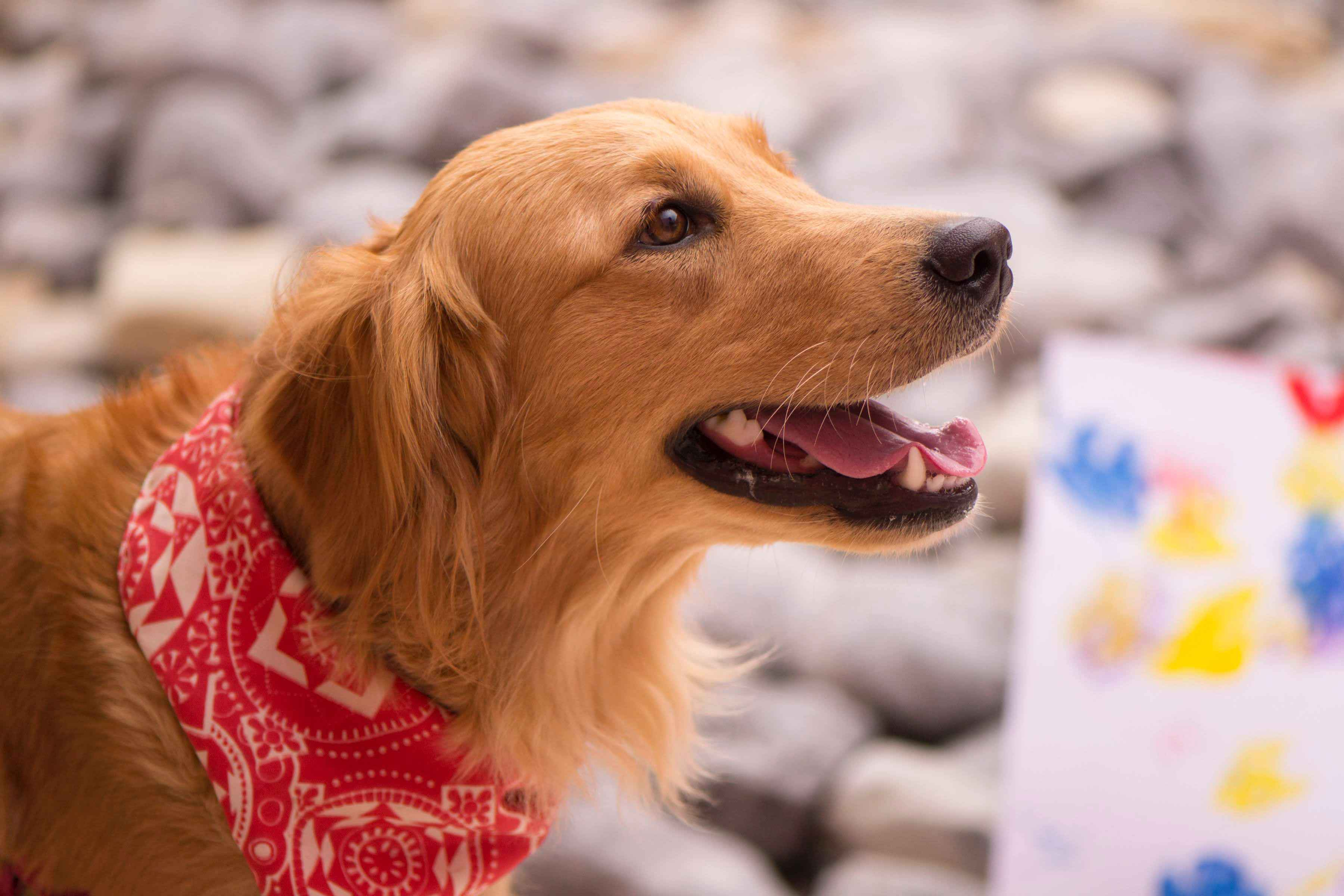 Can Golden Retrievers be trained to participate in agility or obedience competitions?