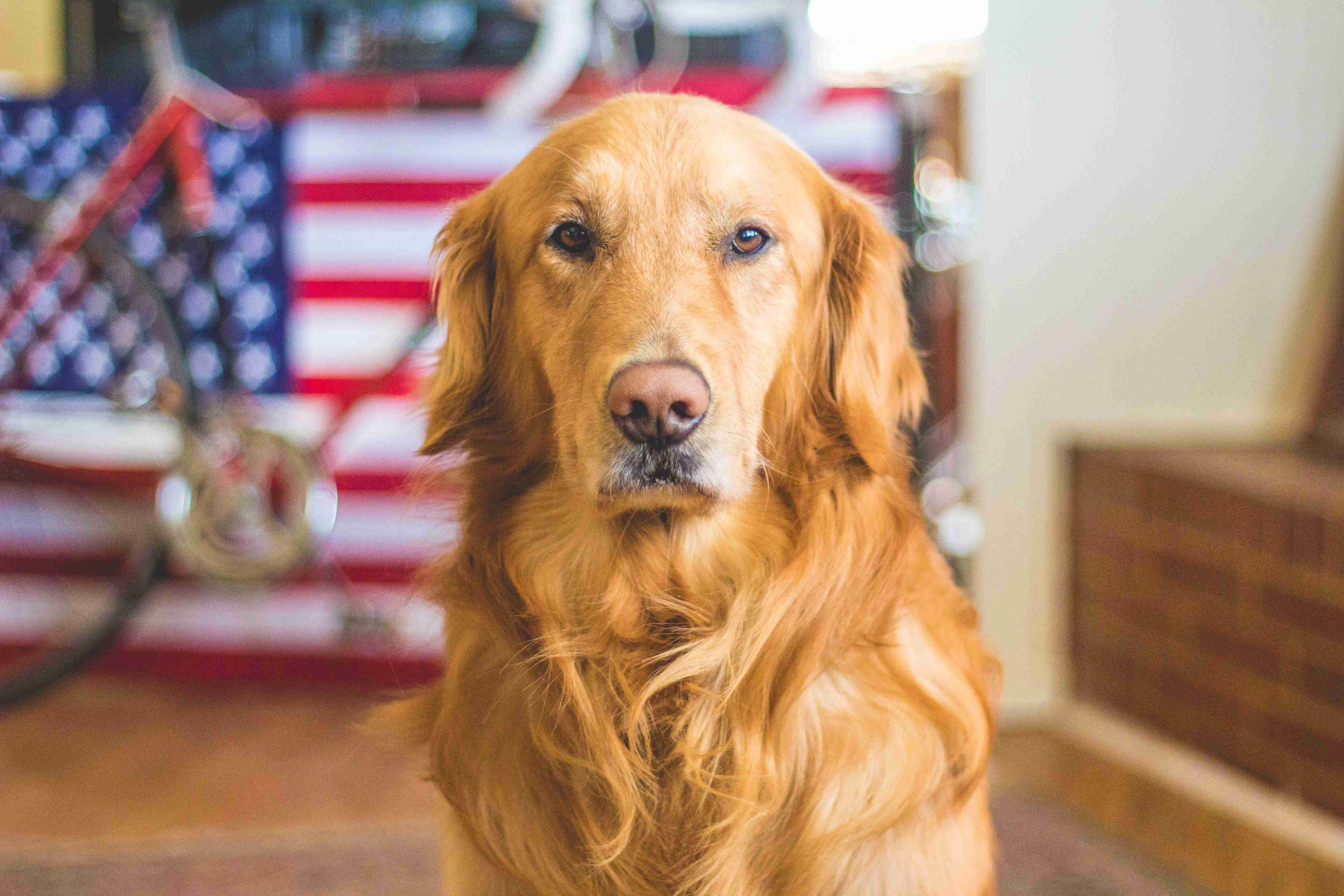 Are there any specific grooming requirements for Golden Retrievers?