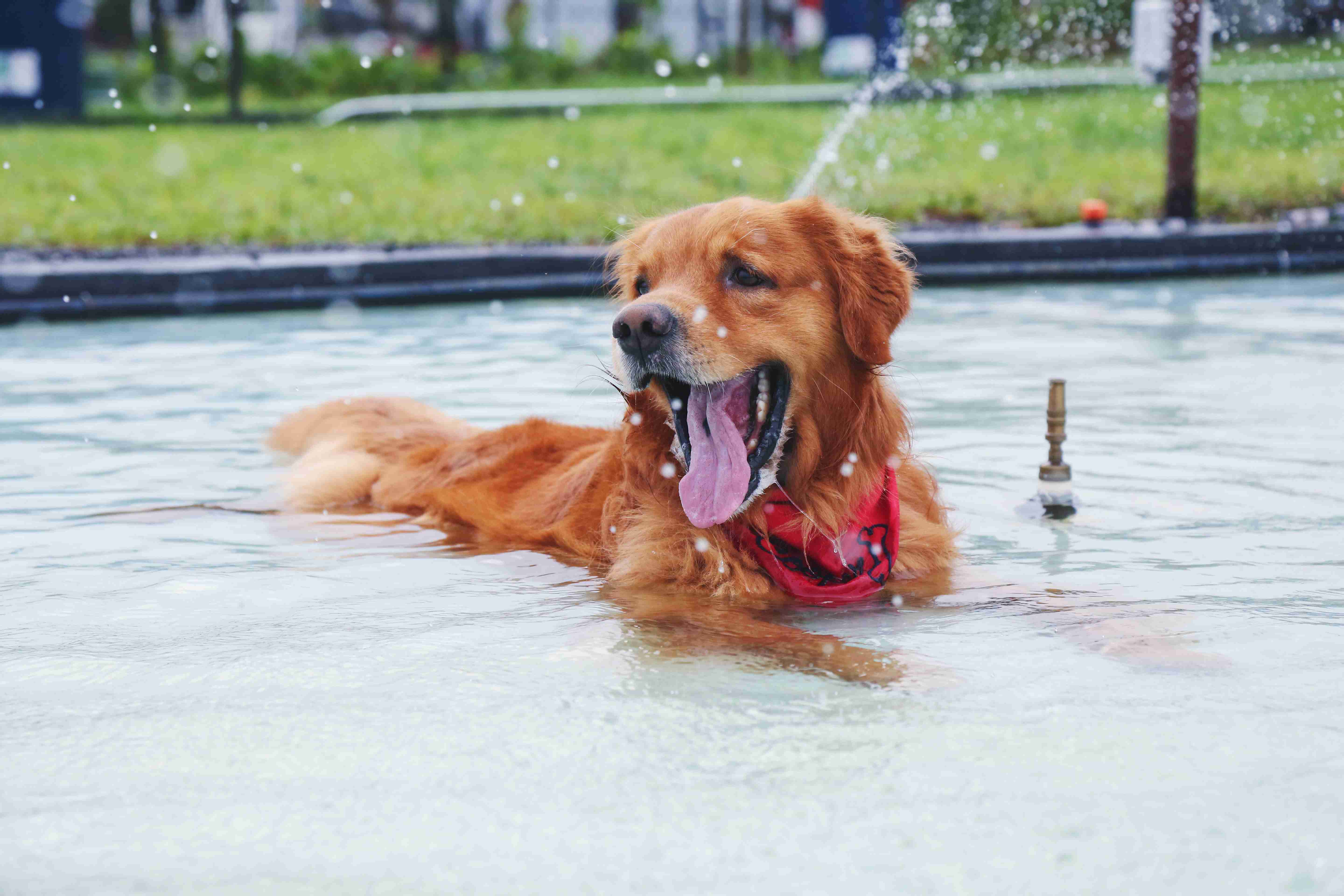 Can Golden Retrievers be trained to be off-leash?