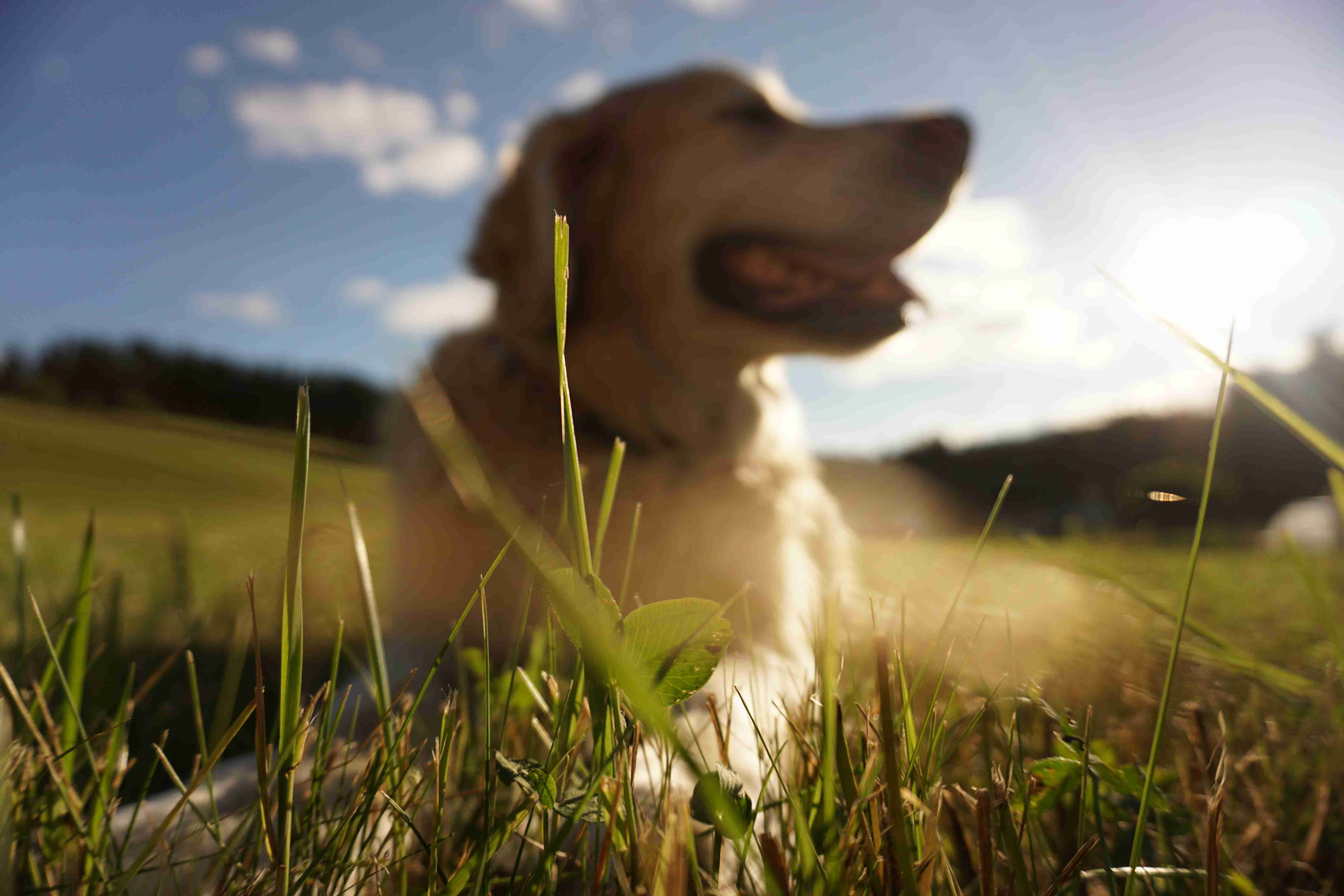 What are some signs that a Golden Retriever may be experiencing allergies?