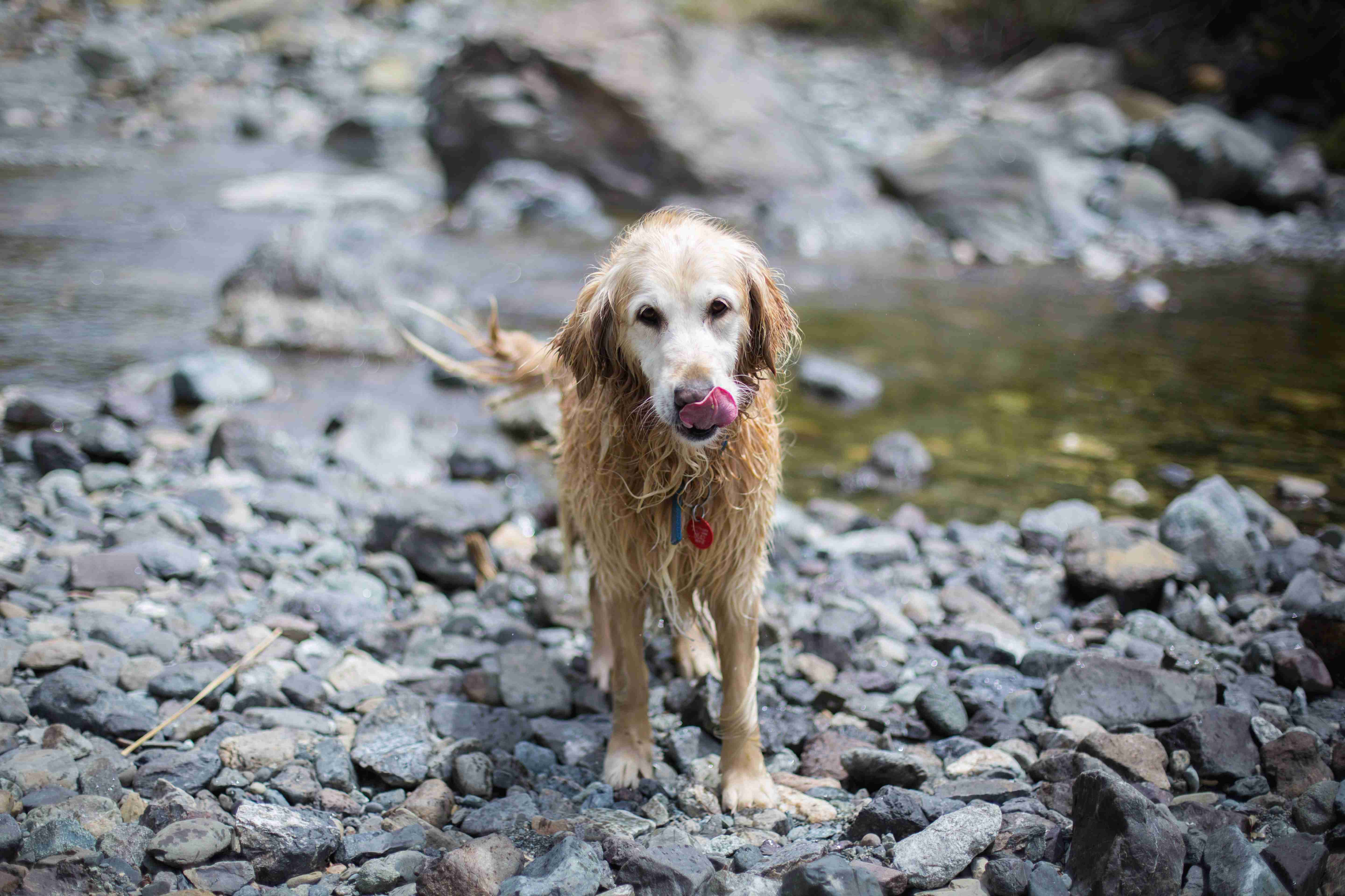 Uncovering the Ethical Considerations of Breeding Golden Retrievers