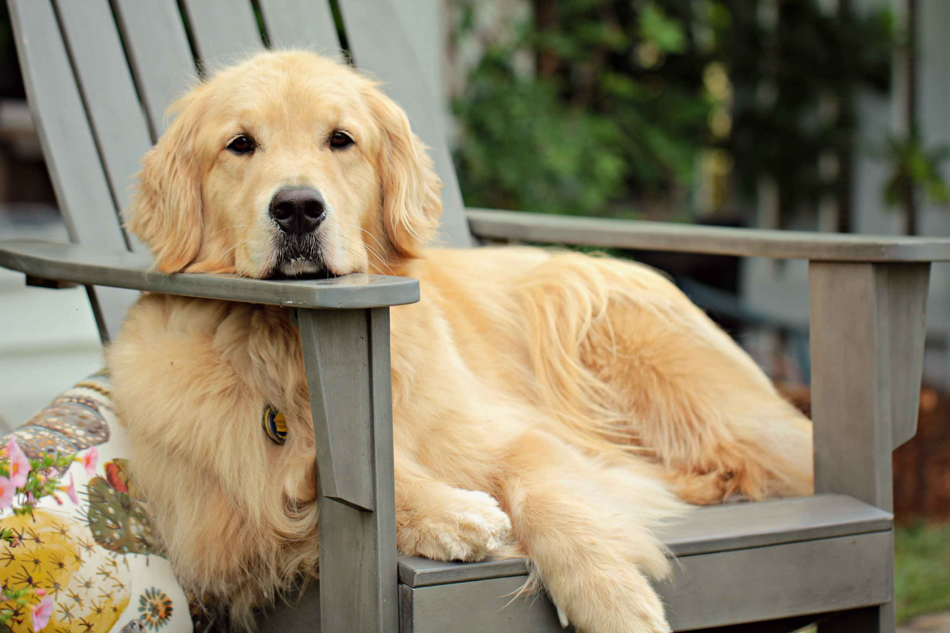 Are there any specific vaccinations that golden retrievers require?