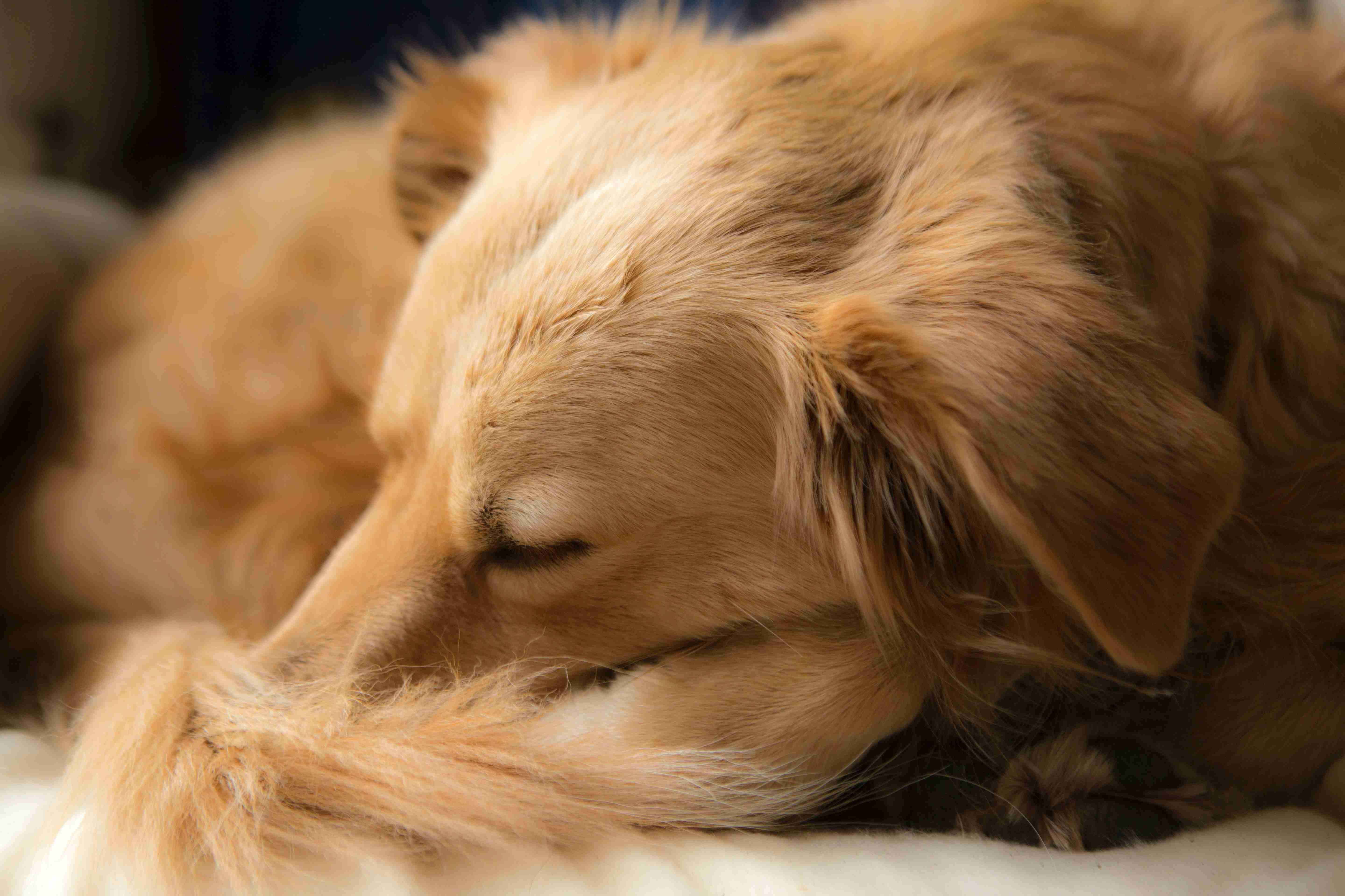 What are some signs of heart disease in golden retrievers?