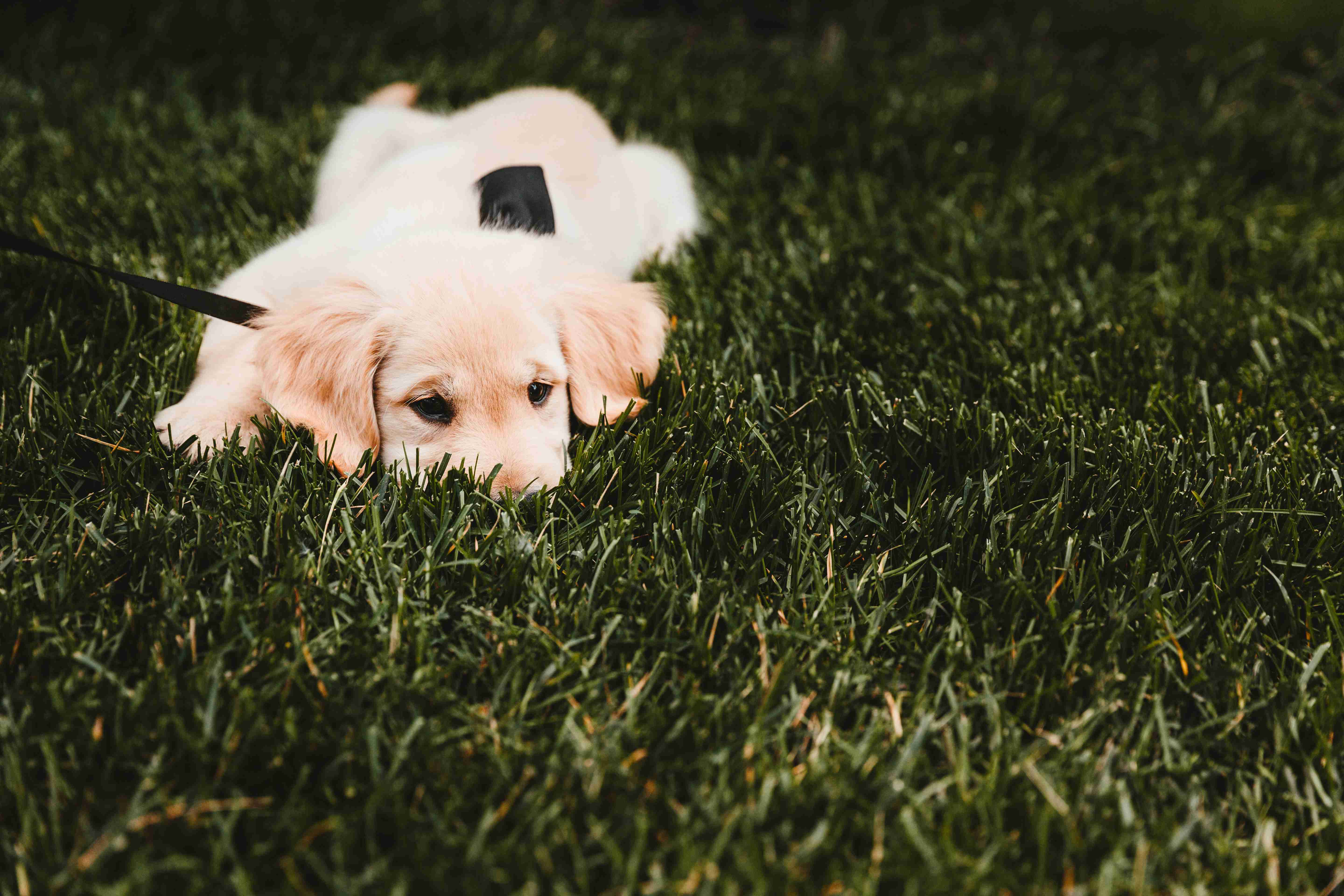 Top Signs of a Responsible Golden Retriever Breeder: A Guide for Potential Dog Owners