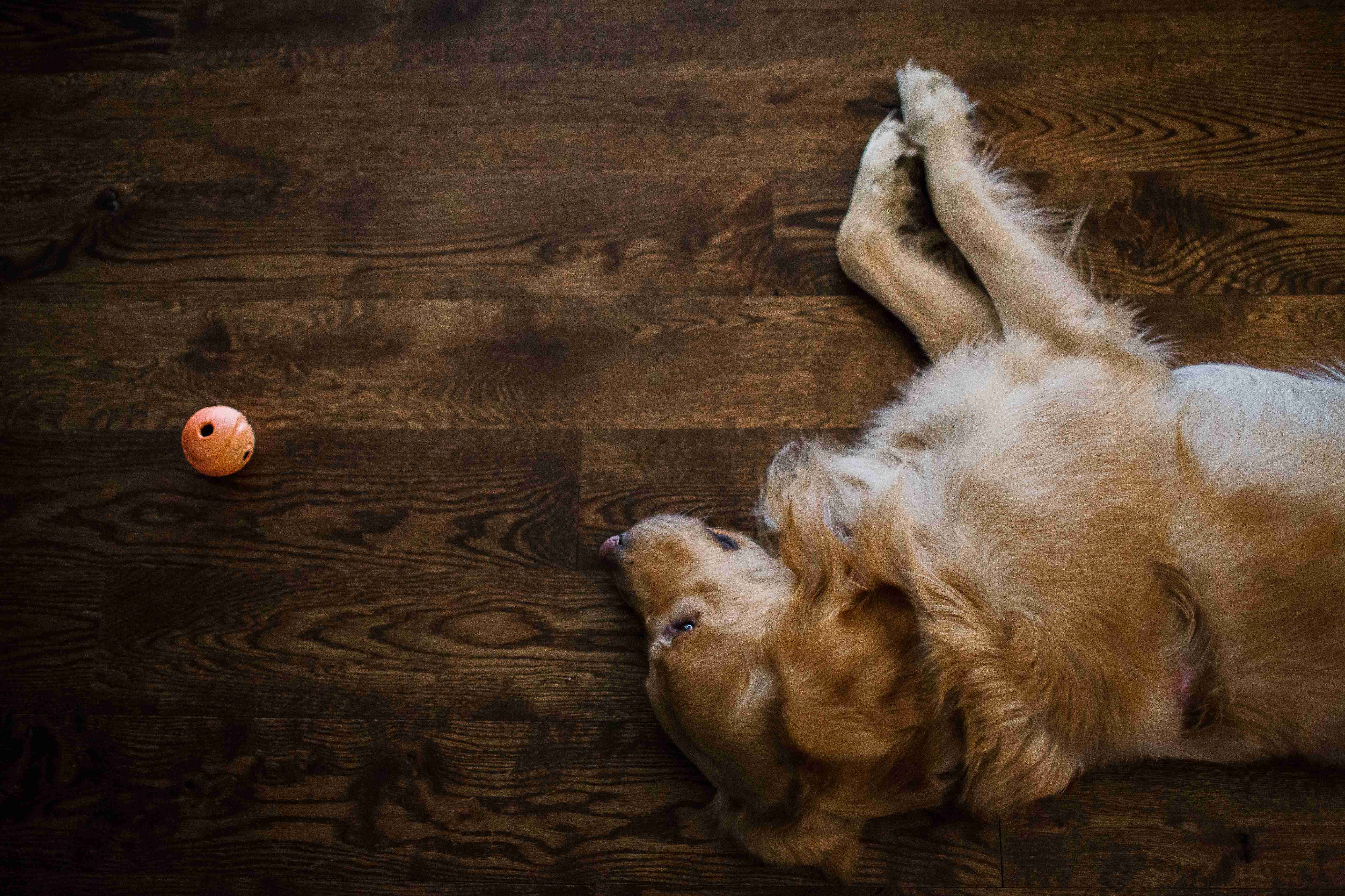 Can Golden Retrievers be trained to be good with cats or other small animals?