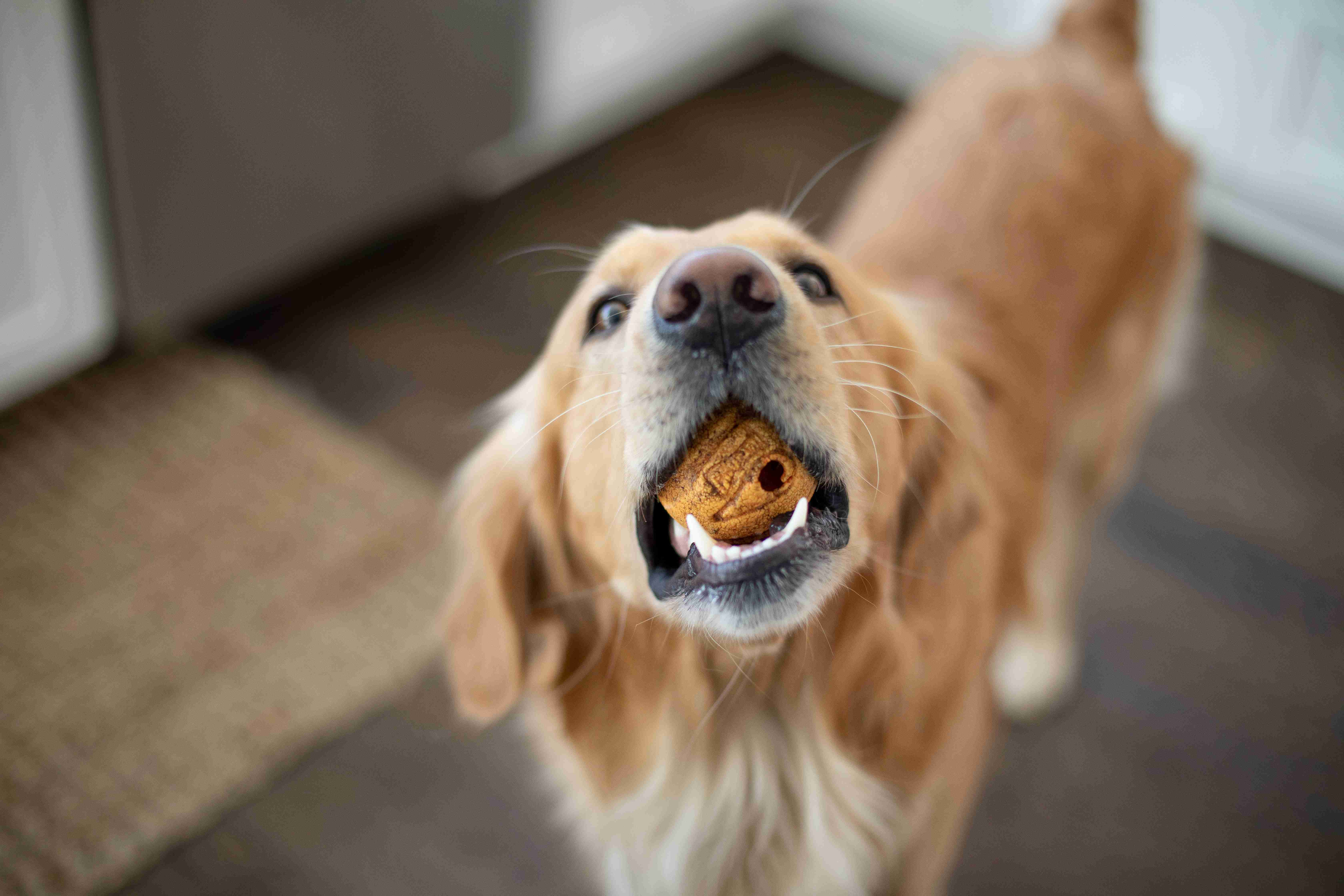 5 Tips for Ensuring Harmony between Your Golden Retriever and Other Family Pets