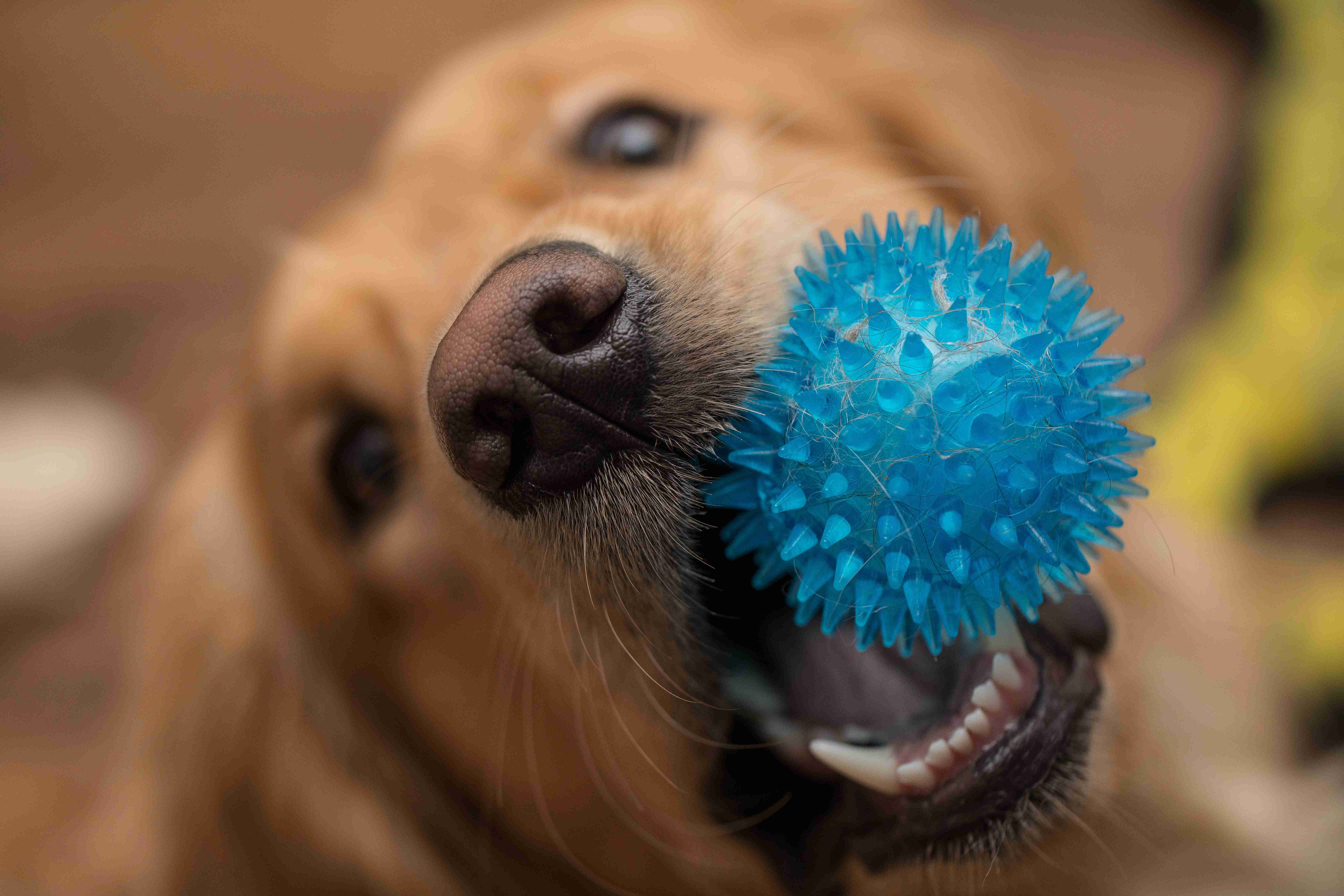 Unveiling the Personality Traits: Understanding the Typical Temperament of a Golden Retriever