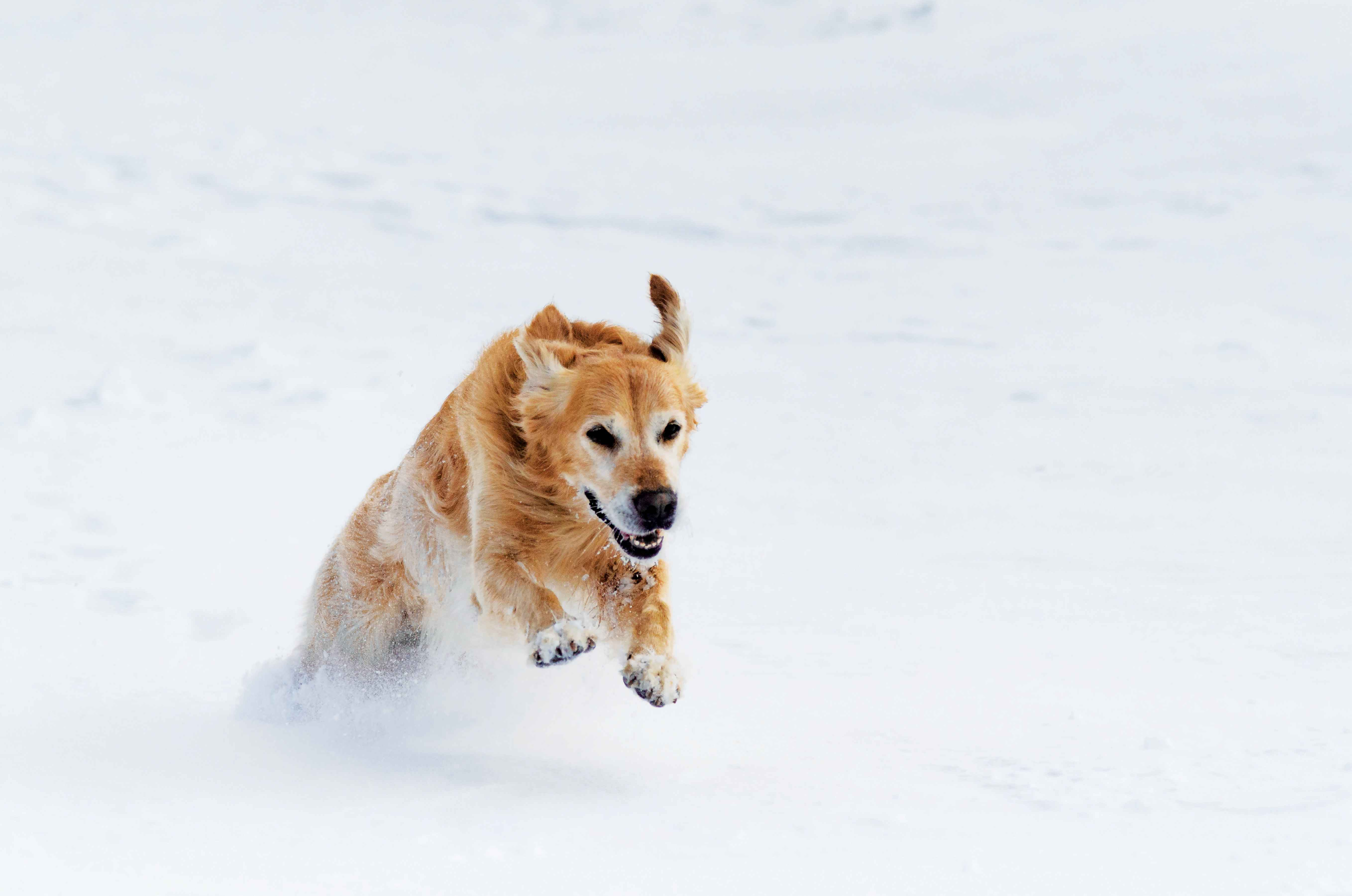 Golden Retriever Training: Tips for Creating Positive Experiences with New Environments