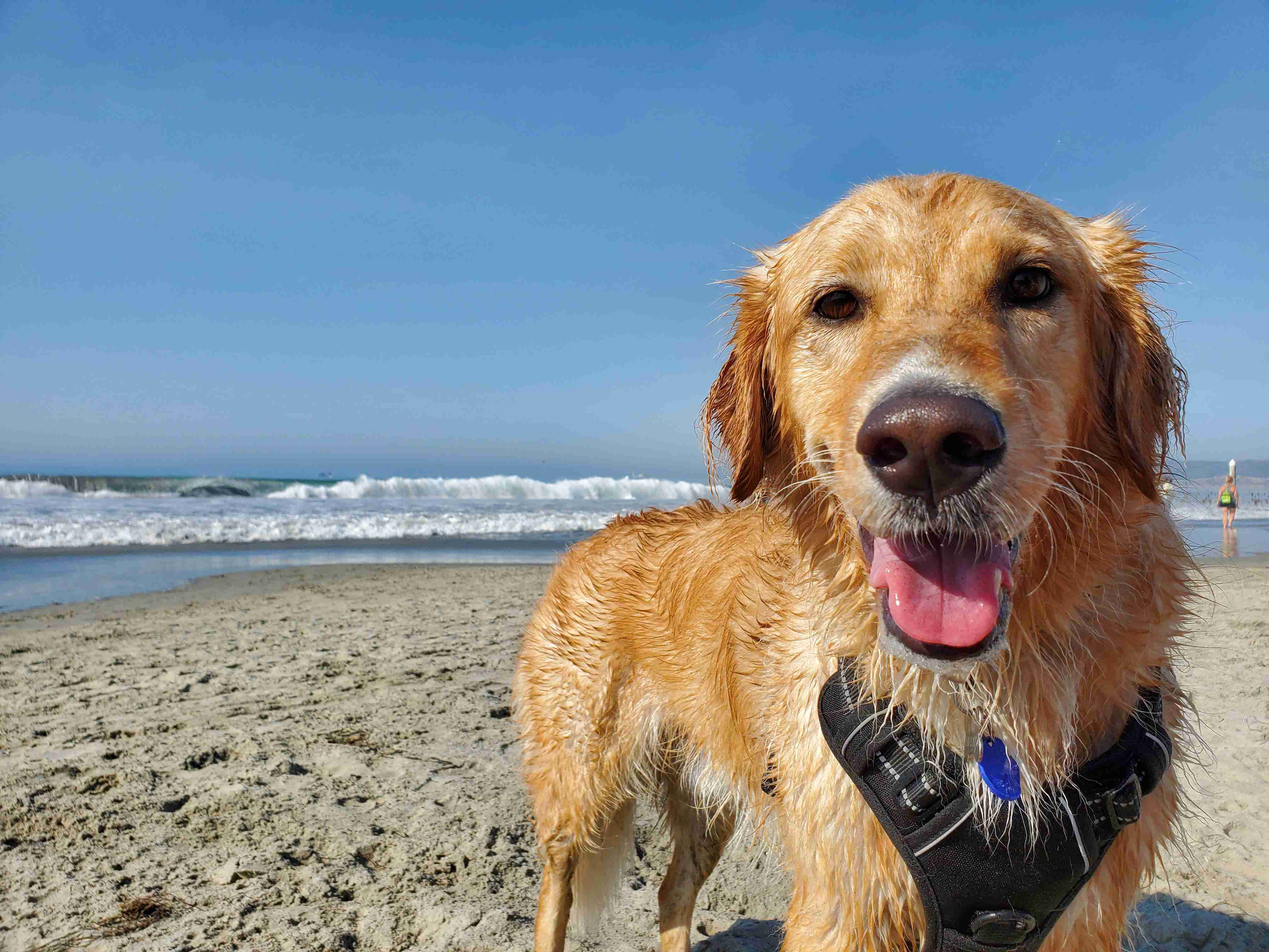 5 Tips for Calming Your Golden Retriever Puppy in Stressful Situations