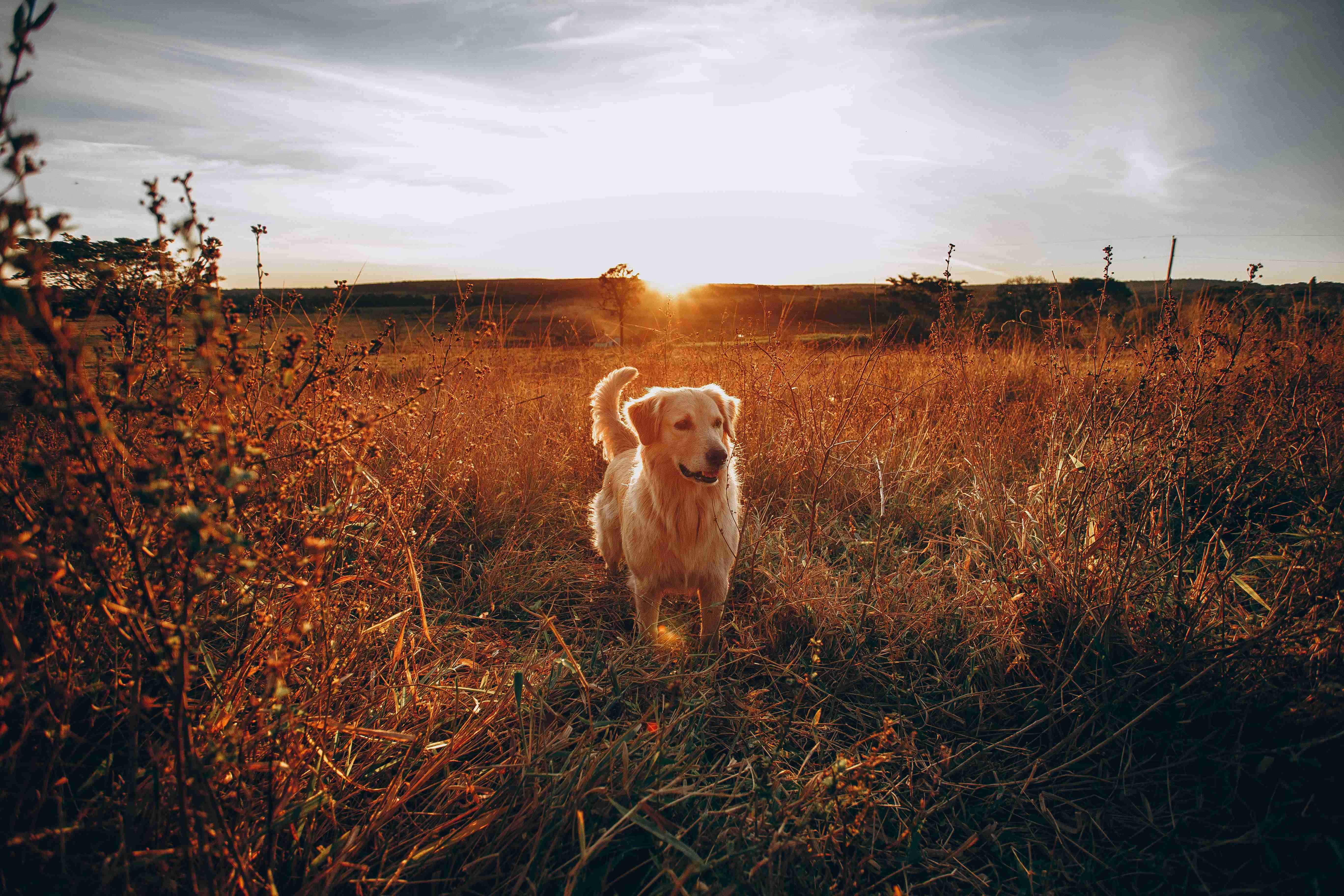 Feeding Your Golden Retriever with Liver or Kidney Issues: Best Practices and Nutritional Advice