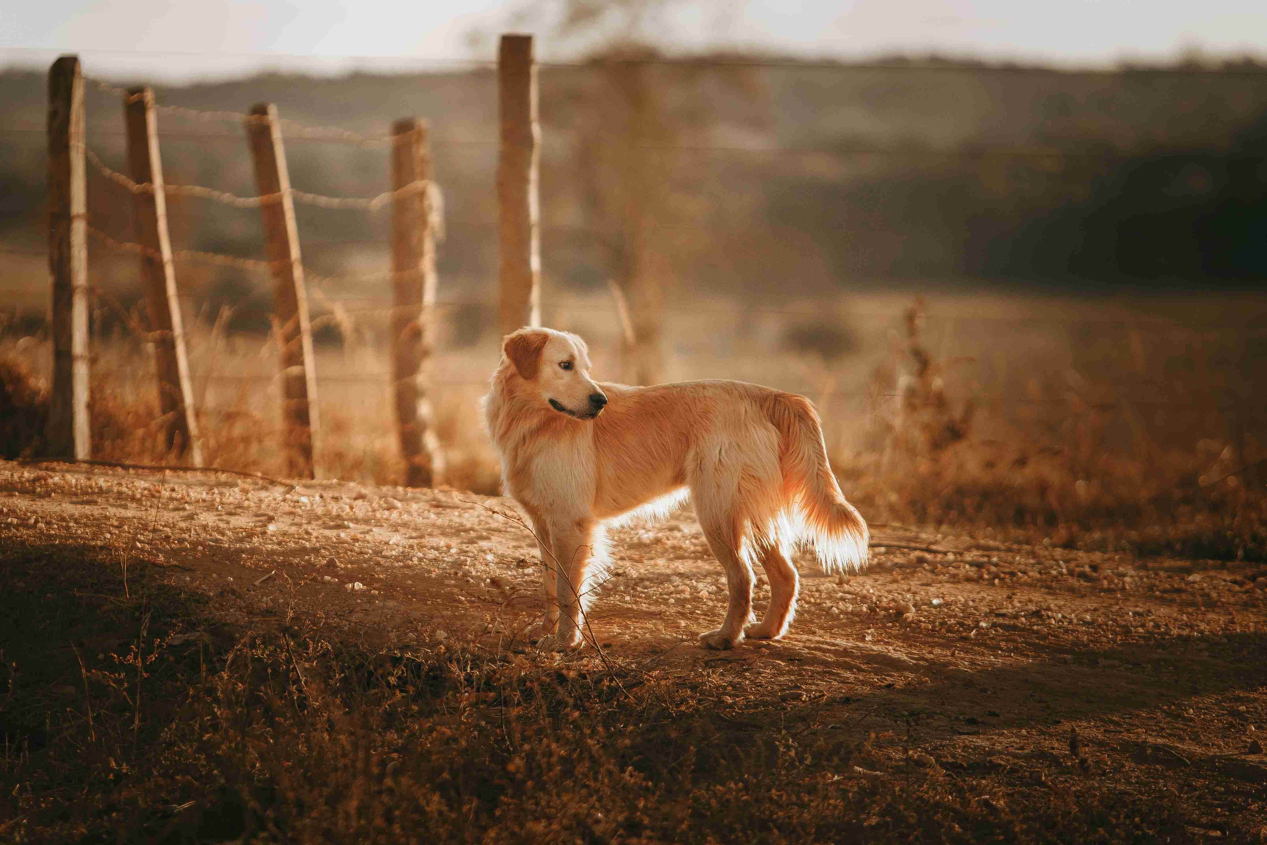 Silencing the Woofs: Effective Tips for Managing Golden Retriever's Barking and Whining in a Family Environment