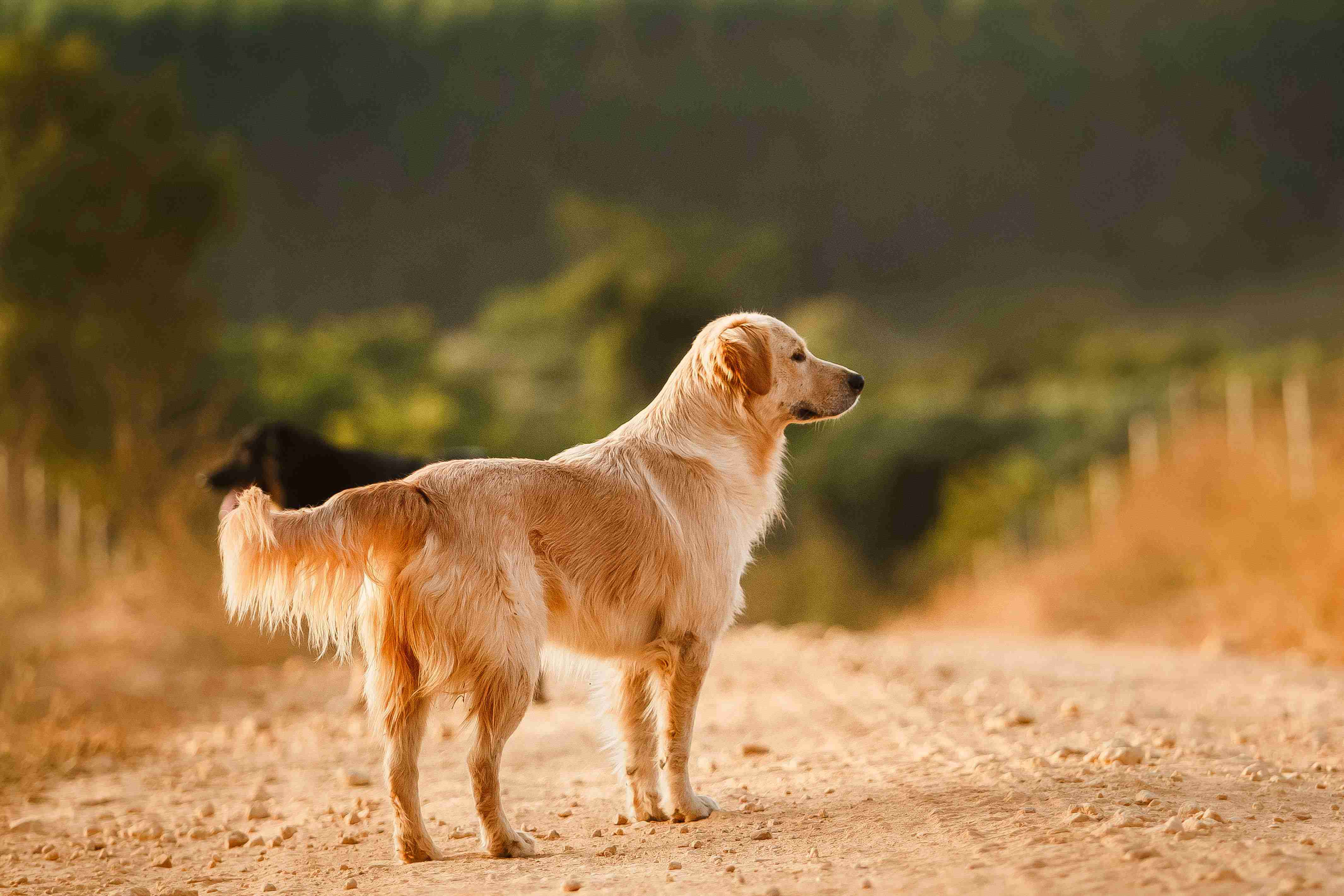 Breeding Golden Retrievers with Other Breeds: Exploring the Pros and Cons