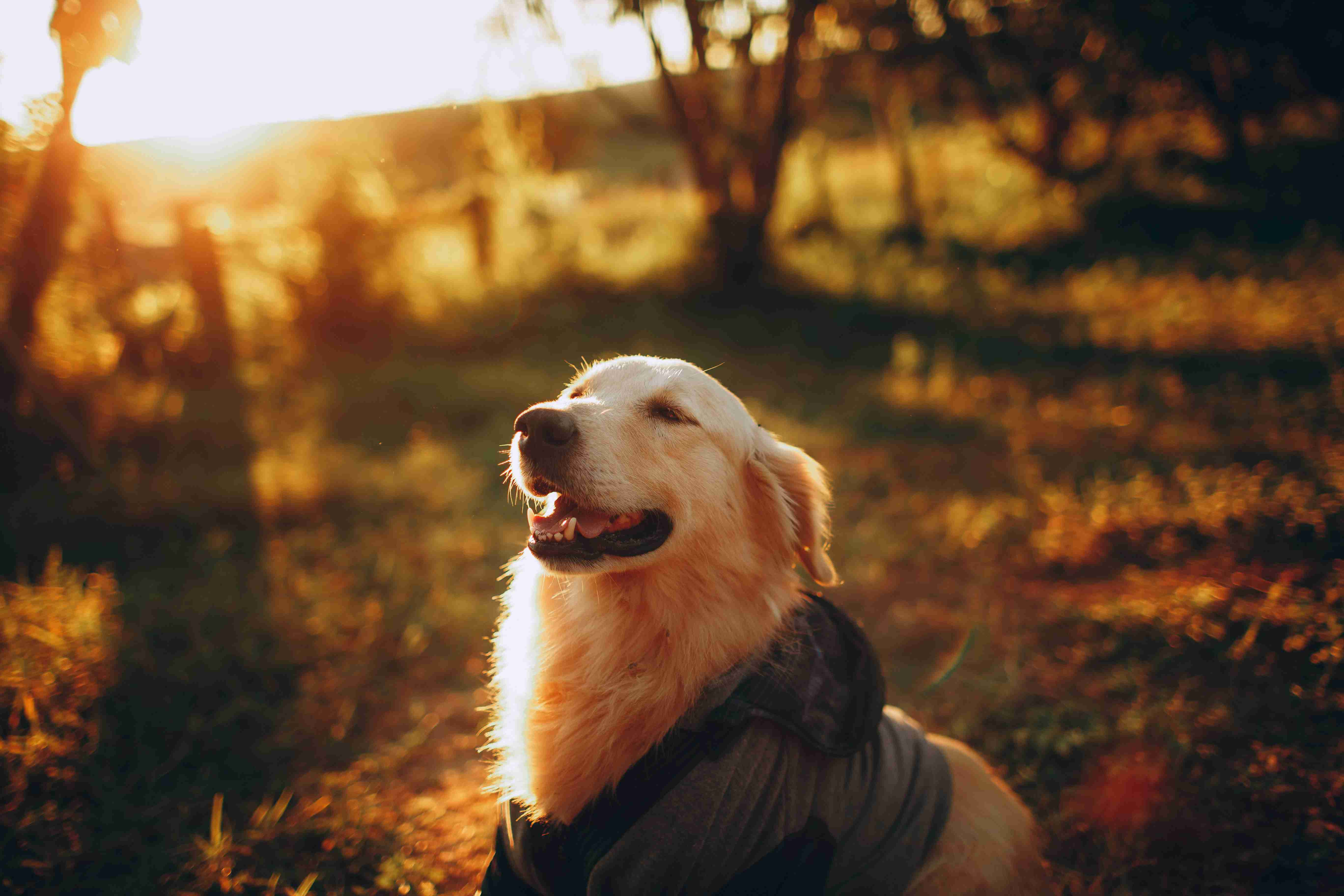 Are there any natural remedies for joint pain in Golden Retrievers?