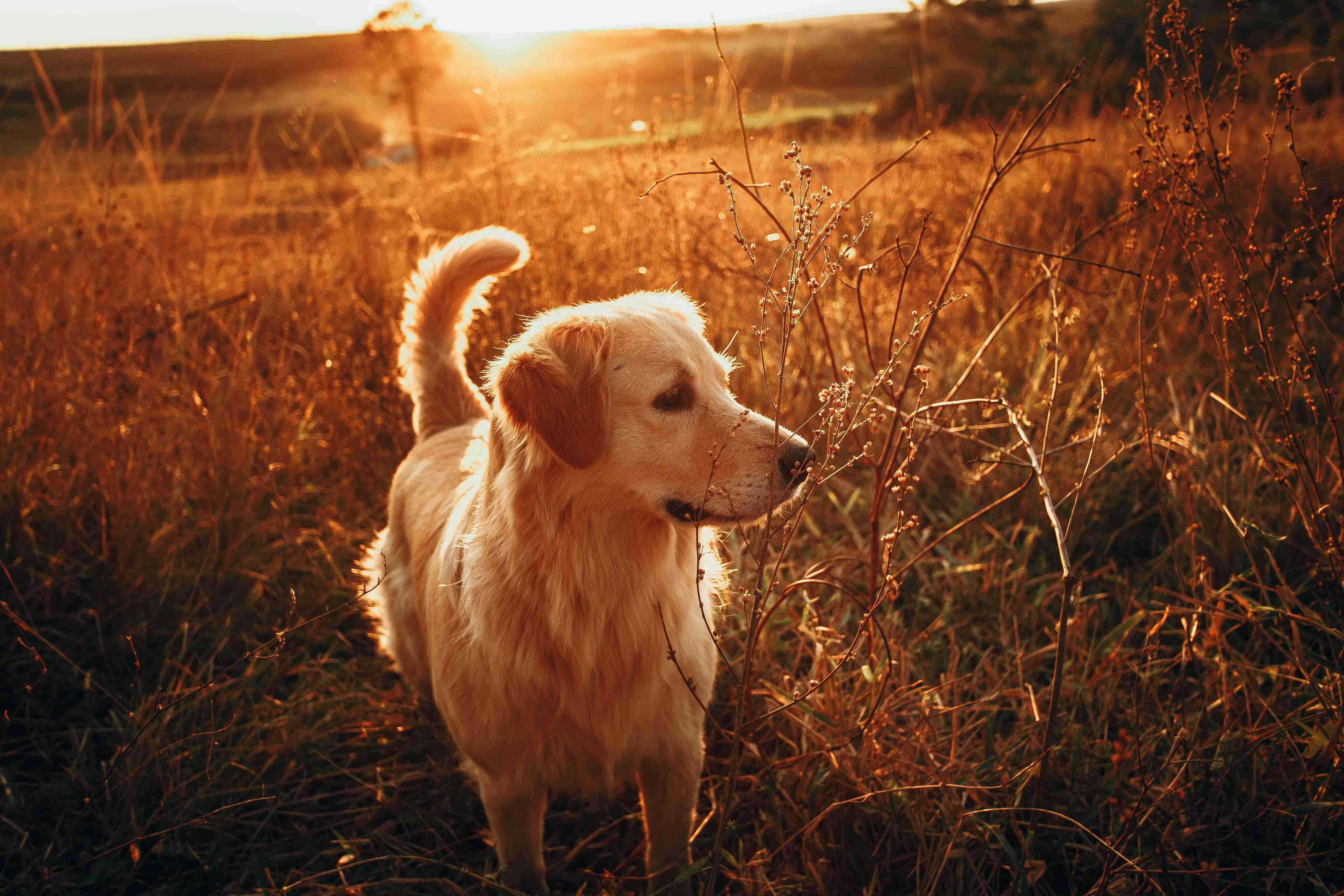What are the signs of hip dysplasia in golden retrievers?