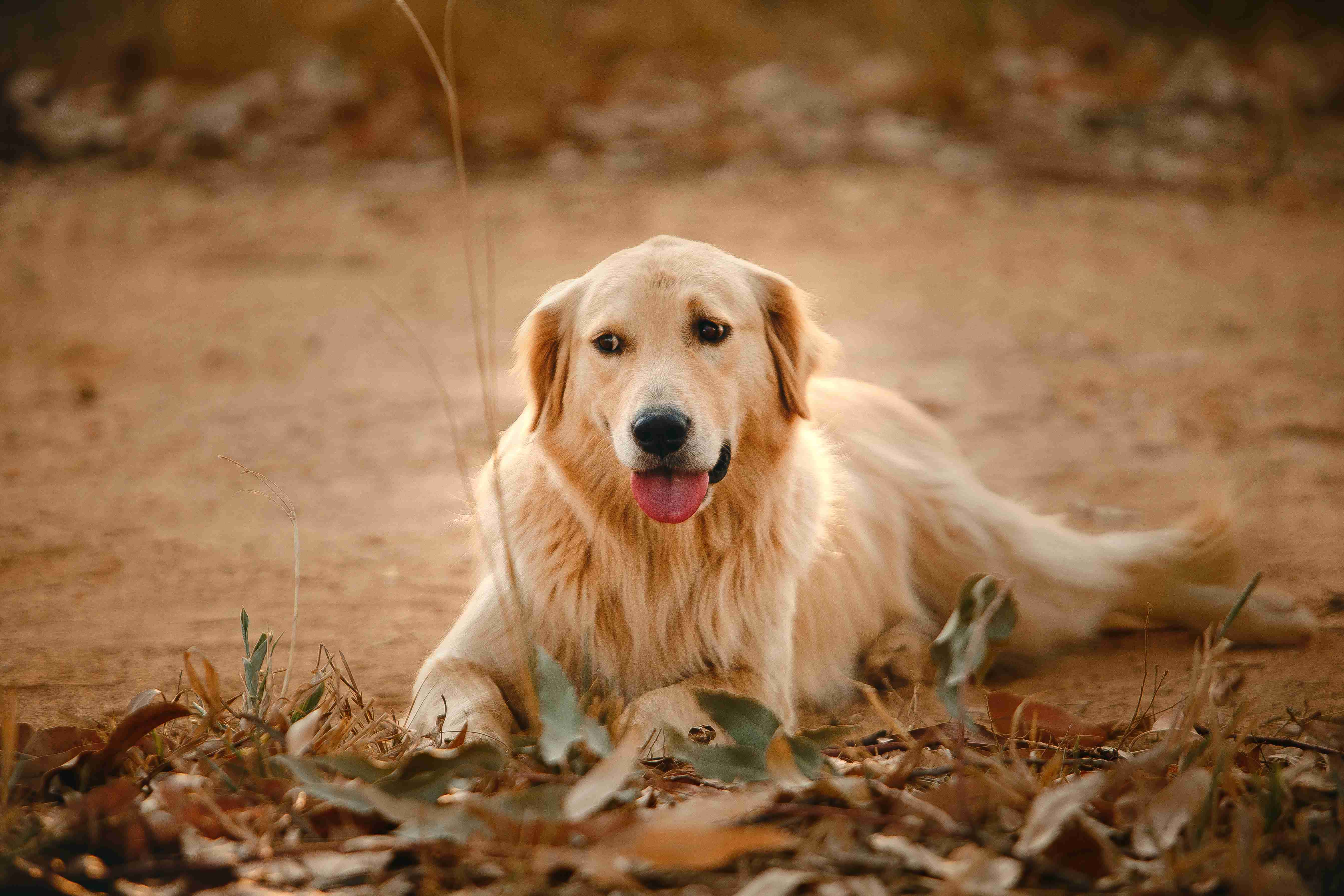 Tail Waggingly Good: Best Practices for Maintaining Your Golden Retriever's Tail