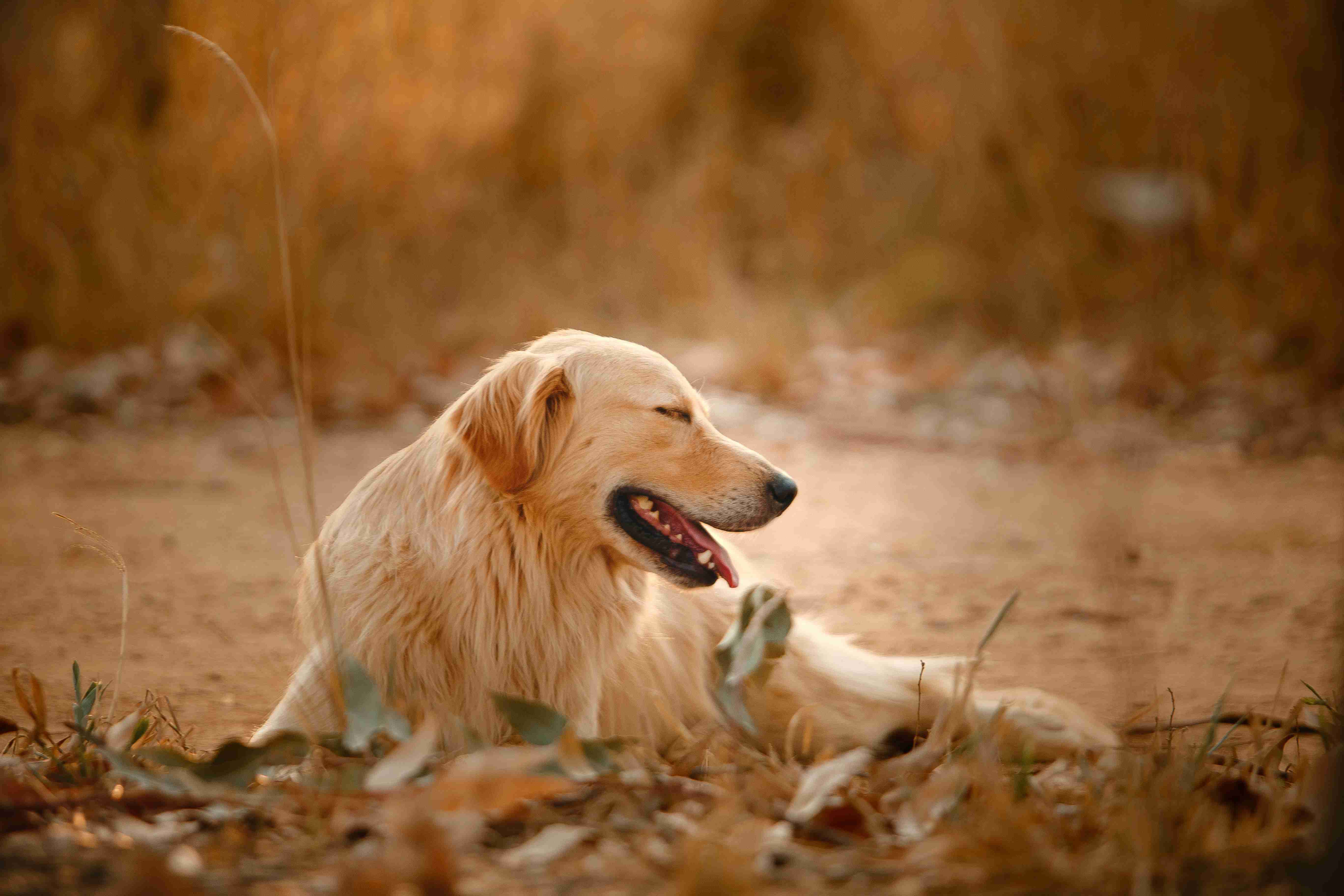 Do Golden Retrievers require any special vaccinations or preventive medications?