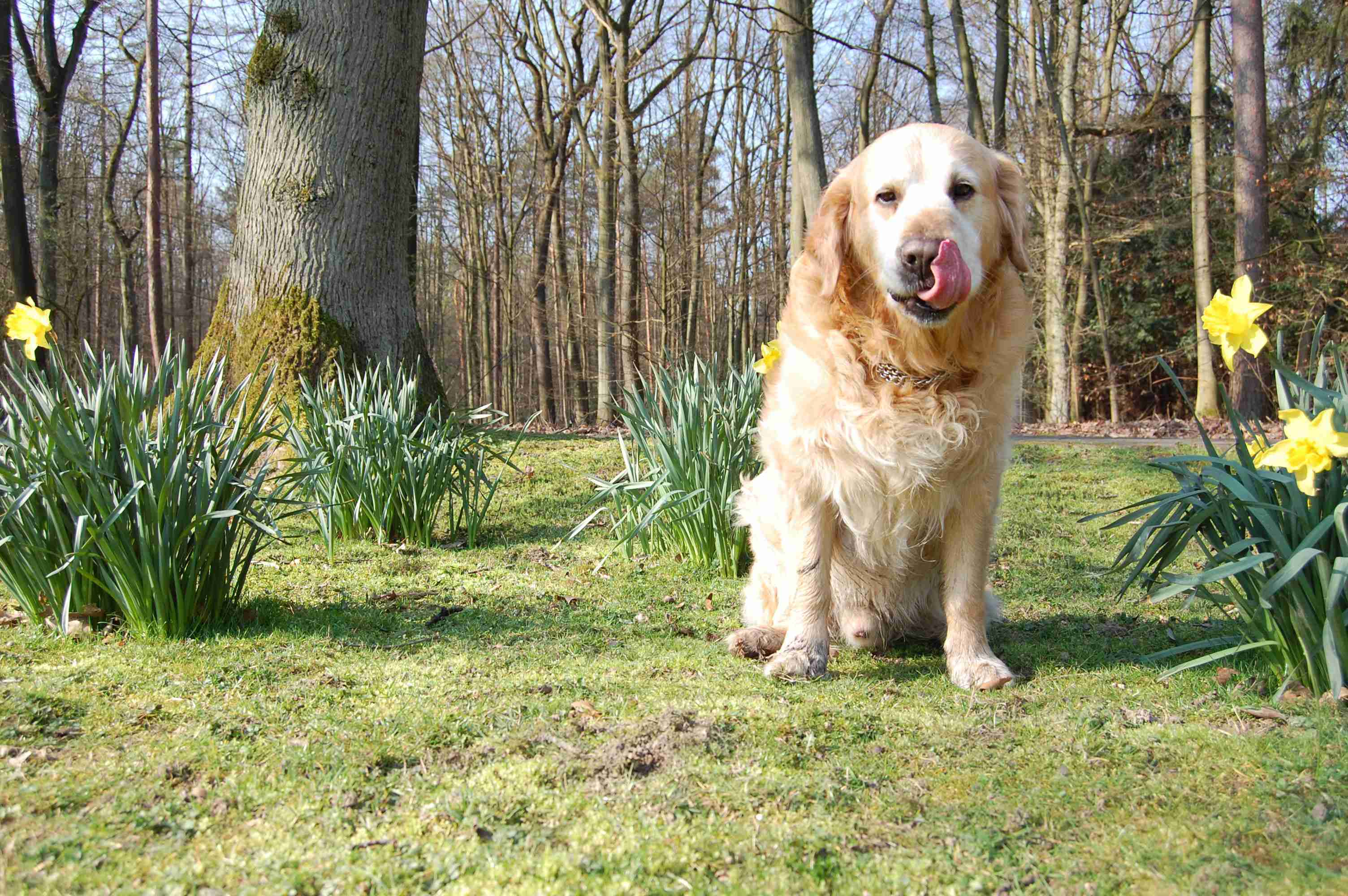 Can Golden Retrievers be prone to obesity?