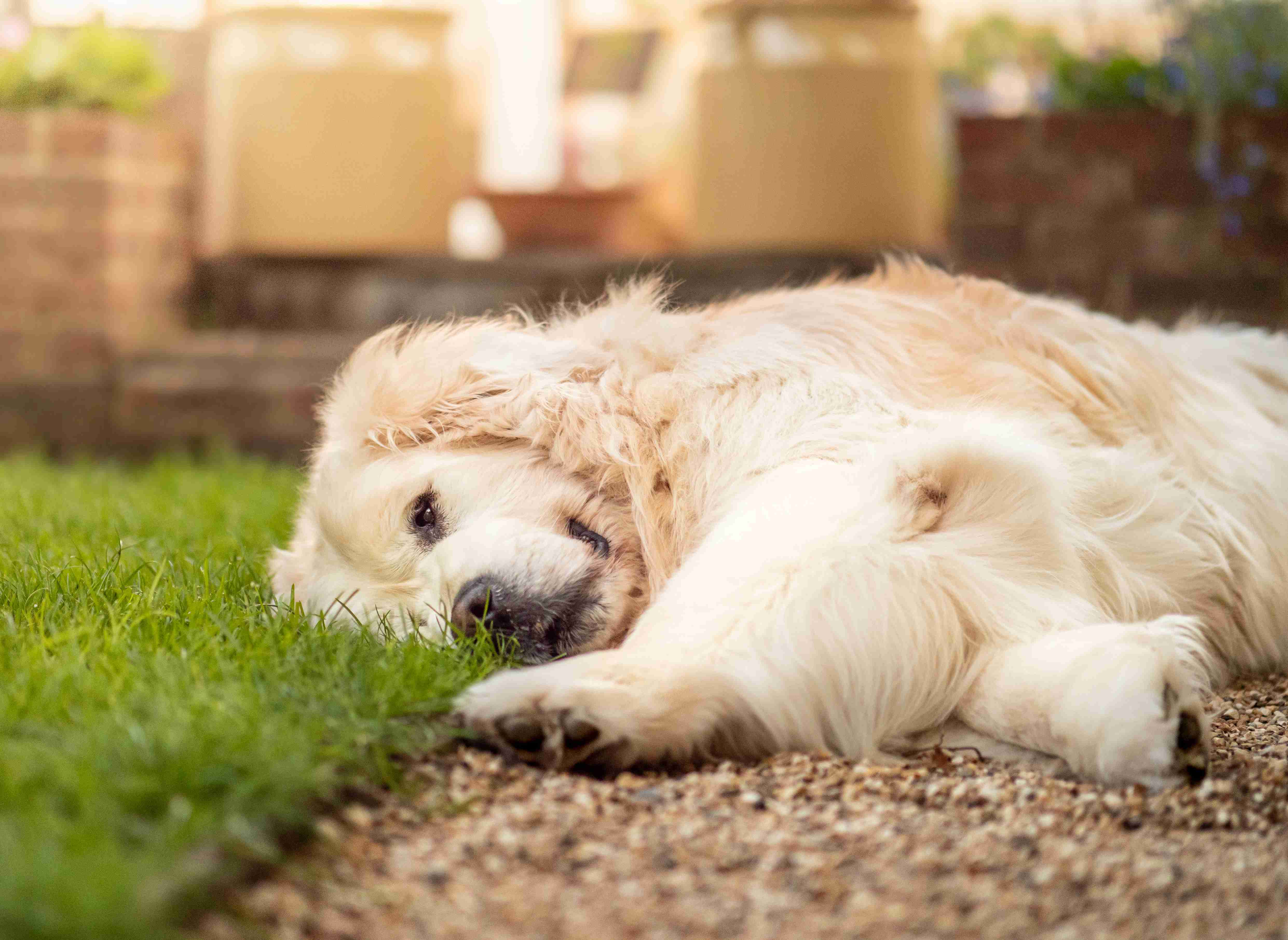 How can I prevent my golden retriever from developing eye infections?