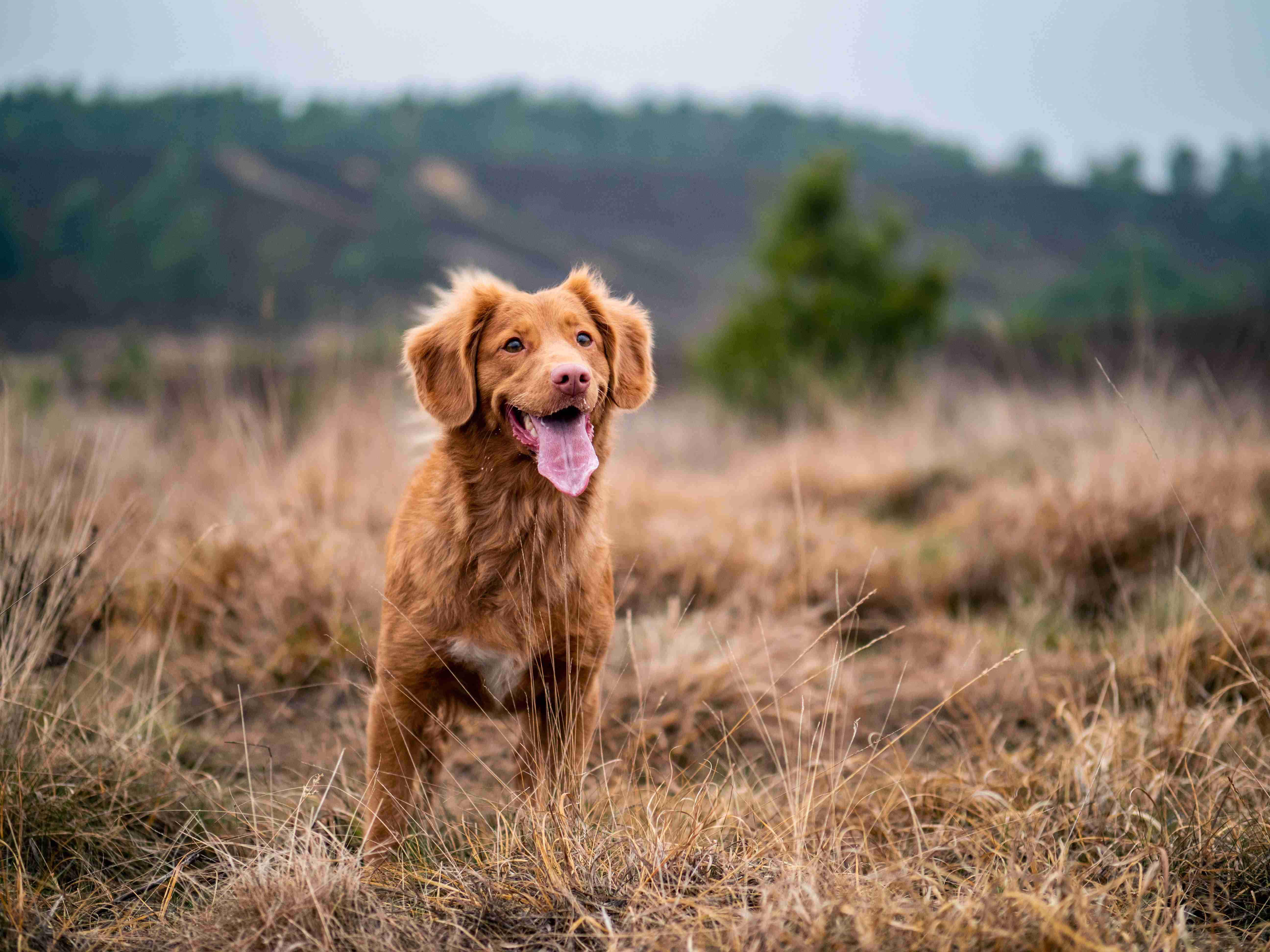 What are some signs of a healthy weight range for a Golden Retriever?